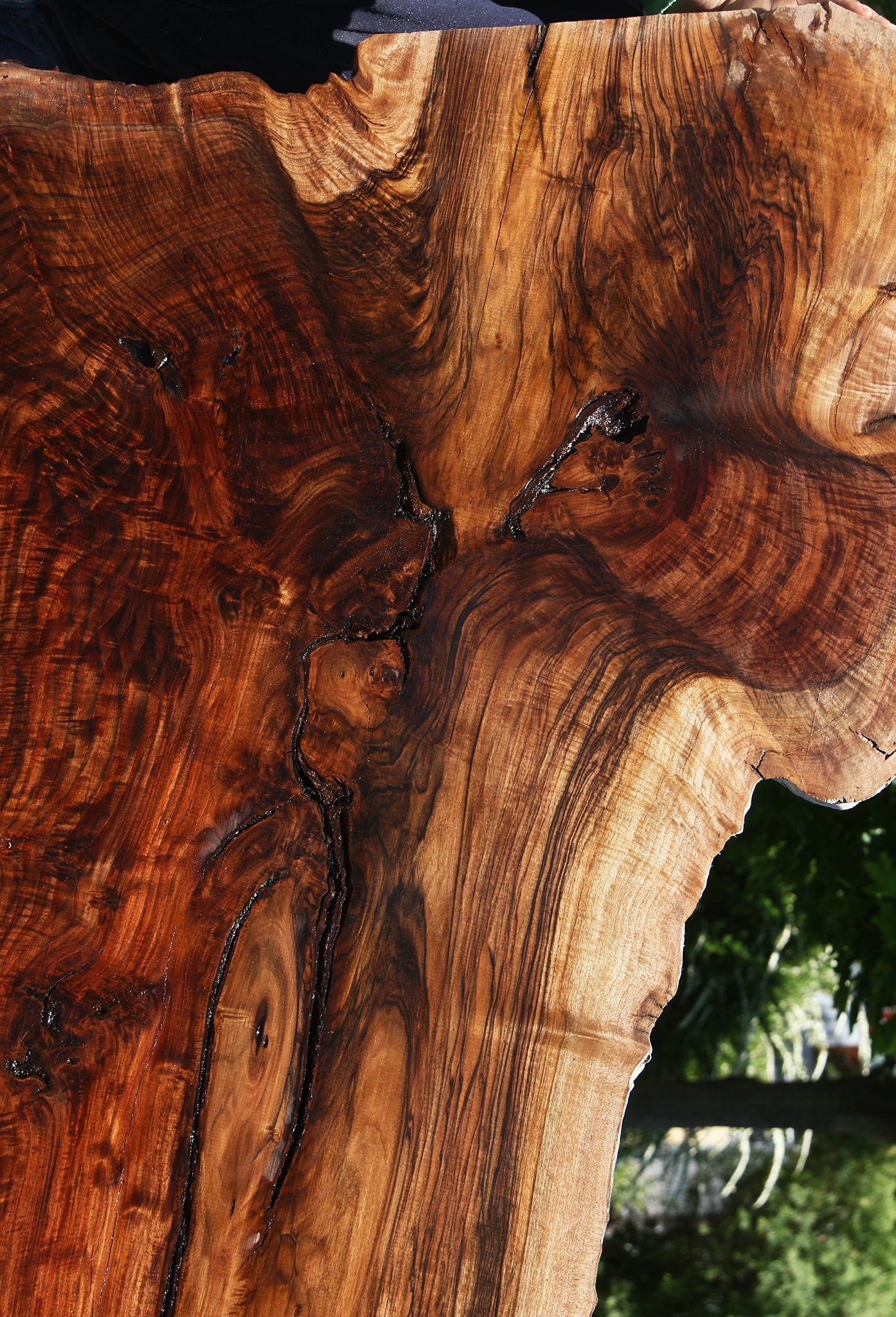 Exhibition Figured Rustic Claro/English Walnut Grafted Live Edge Slab
