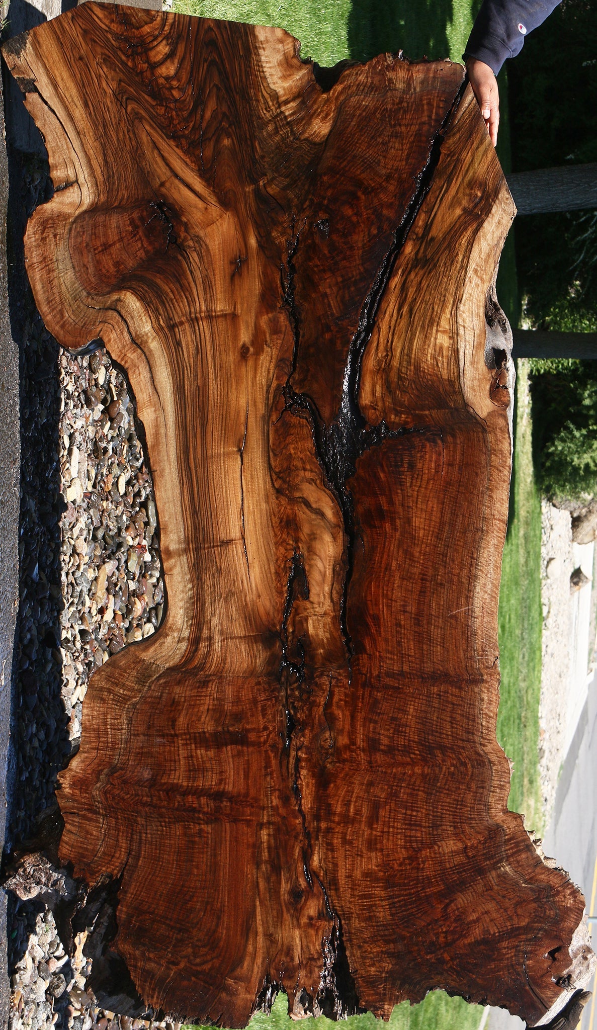 Exhibition Figured Rustic Claro/English Walnut Grafted Live Edge Slab