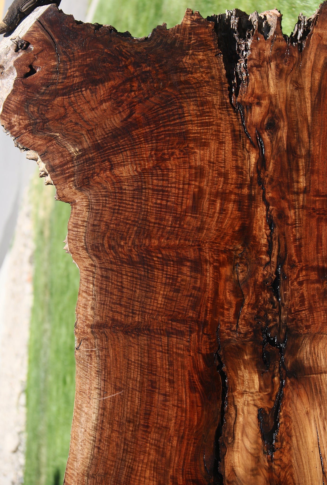 Exhibition Figured Rustic Claro/English Walnut Grafted Live Edge Slab