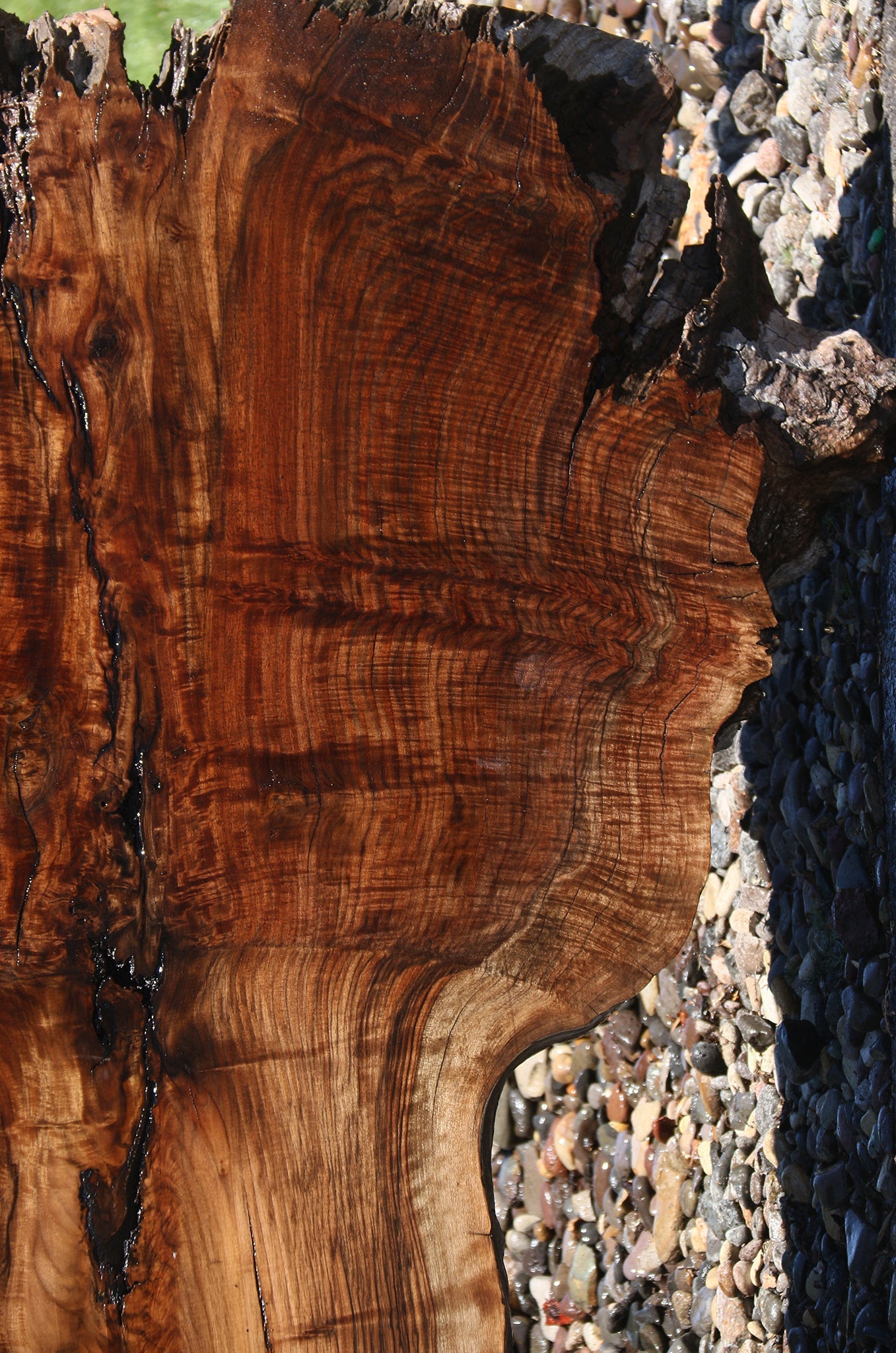 Exhibition Figured Rustic Claro/English Walnut Grafted Live Edge Slab