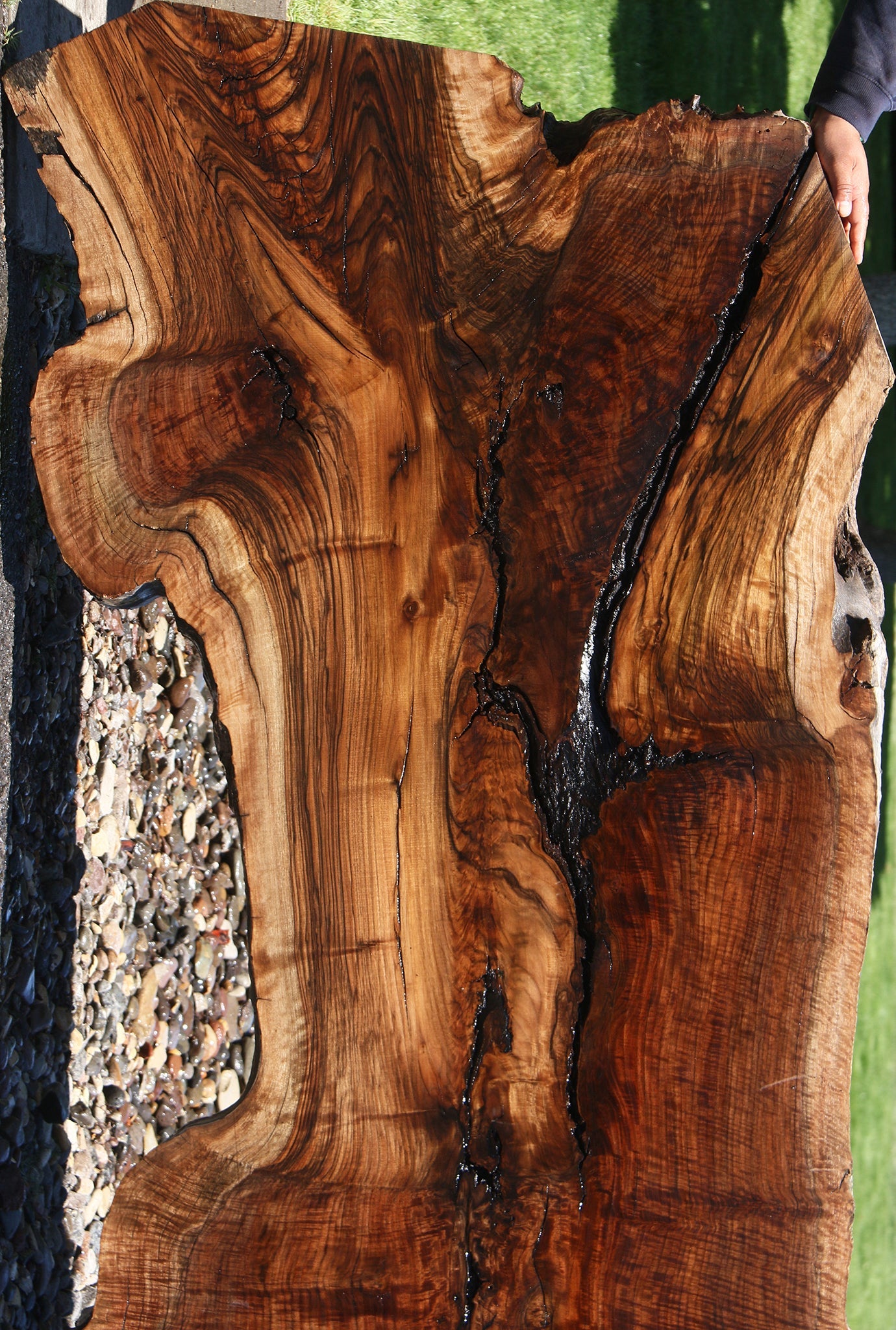 Exhibition Figured Rustic Claro/English Walnut Grafted Live Edge Slab