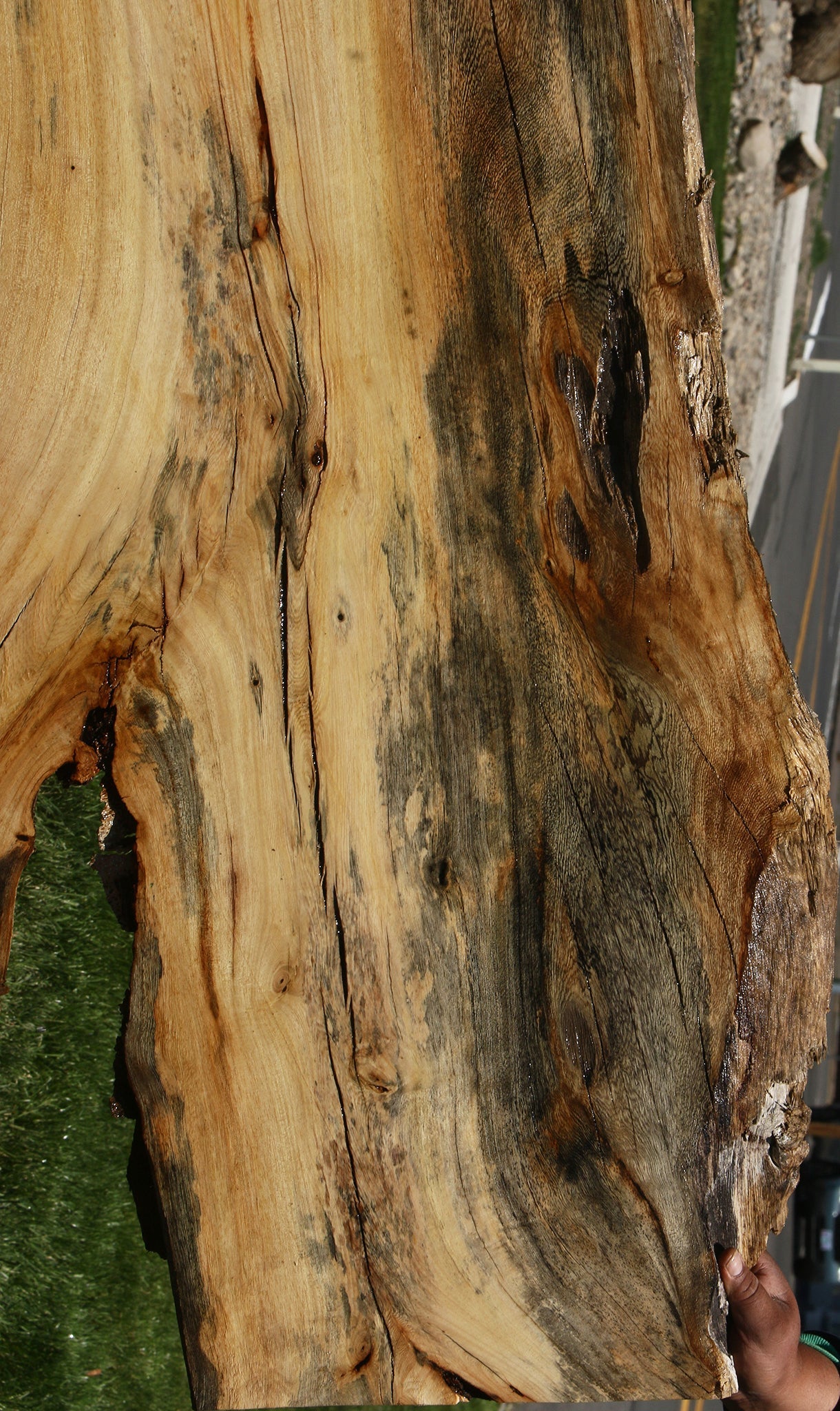 Rustic Spalted Hackberry Live Edge Slab