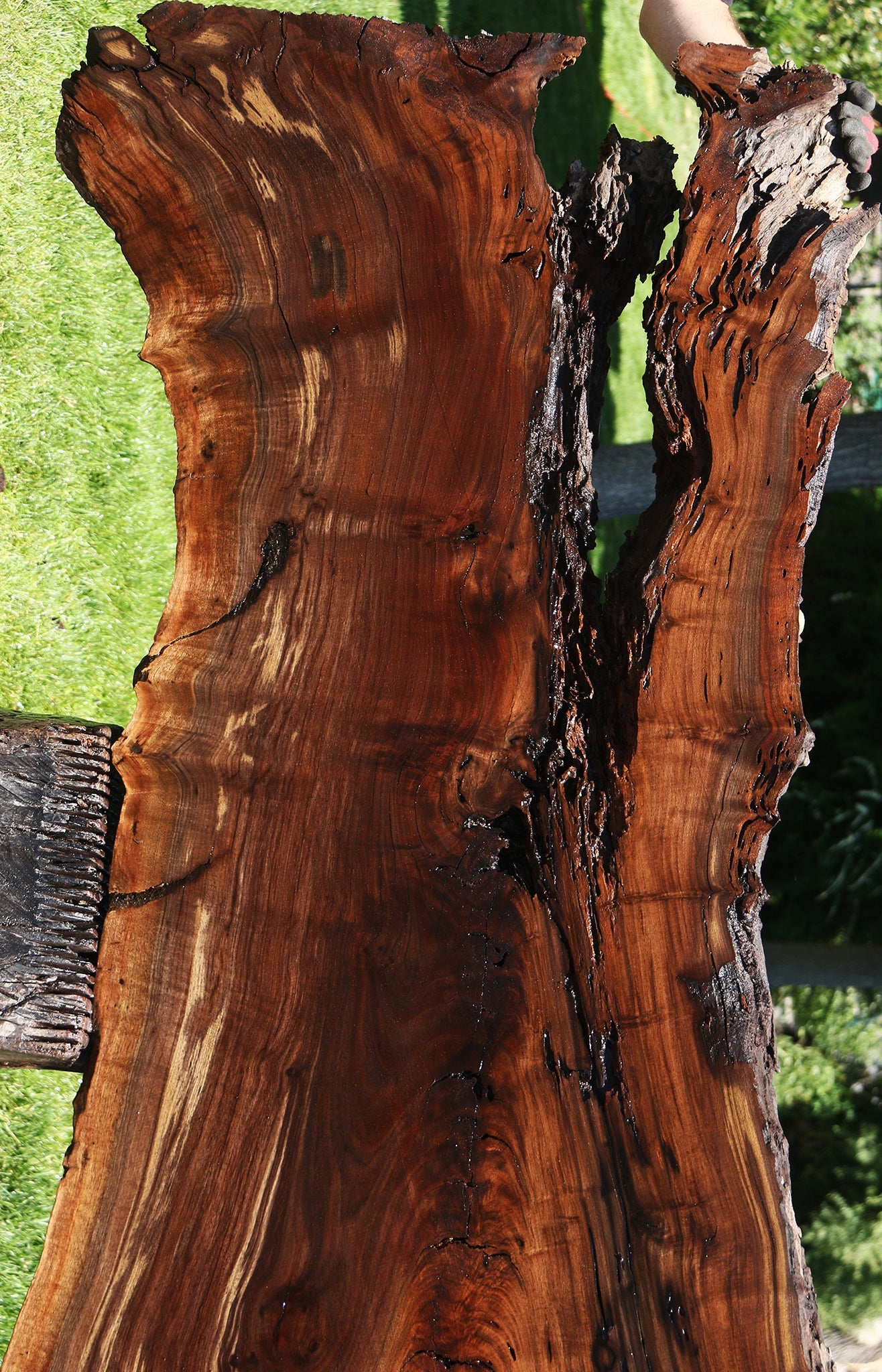 Figured Crotchwood Rustic Claro Walnut Live Edge Slab