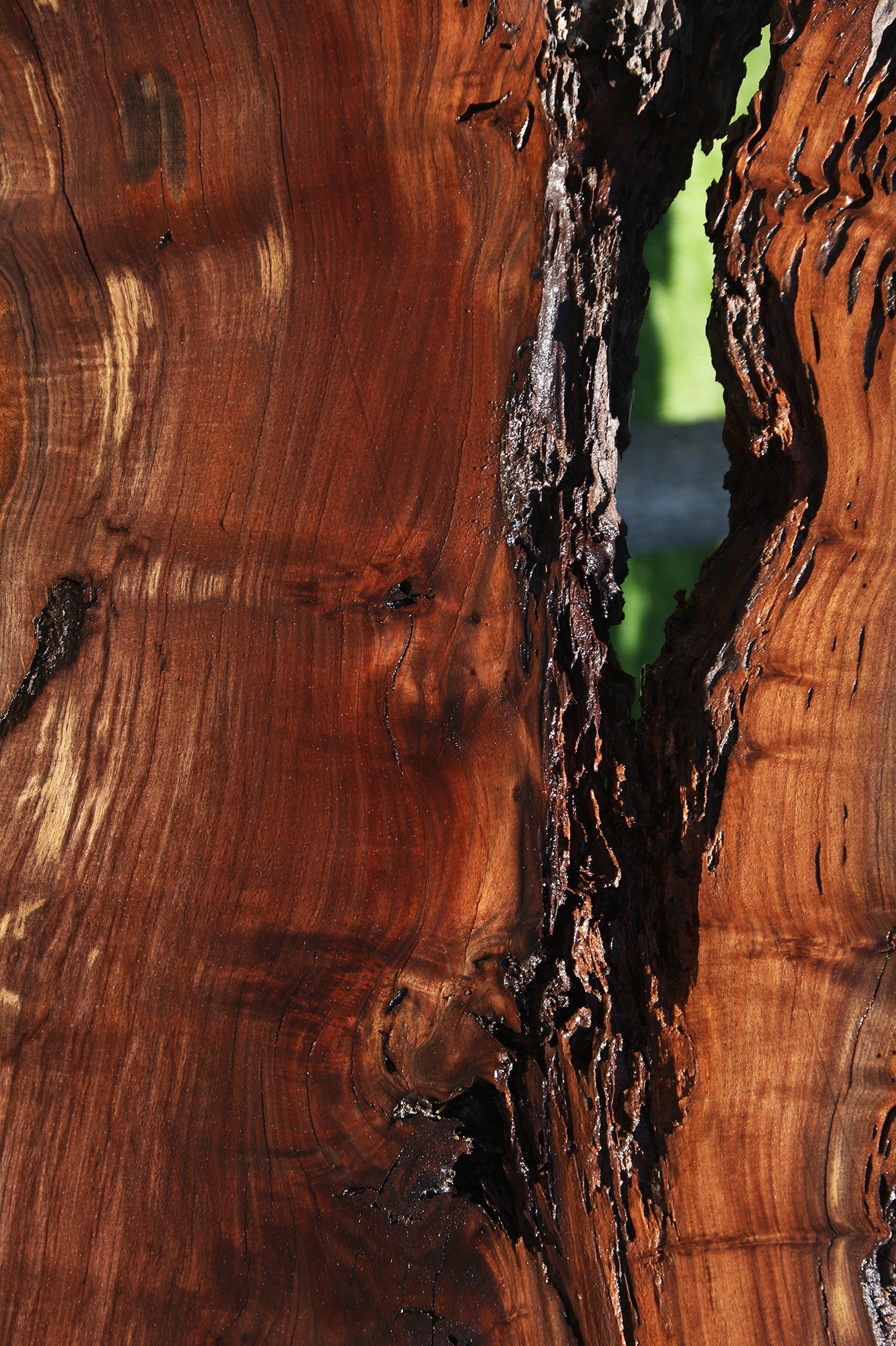Figured Crotchwood Rustic Claro Walnut Live Edge Slab