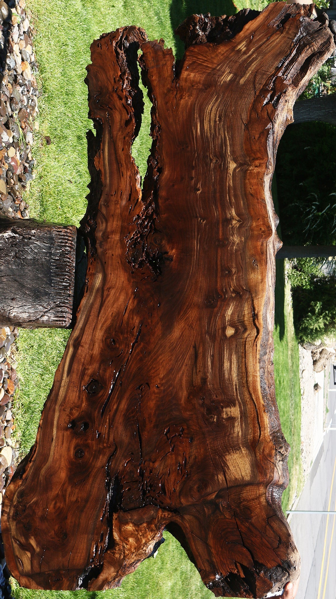 Figured Crotchwood Rustic Claro Walnut Live Edge Slab