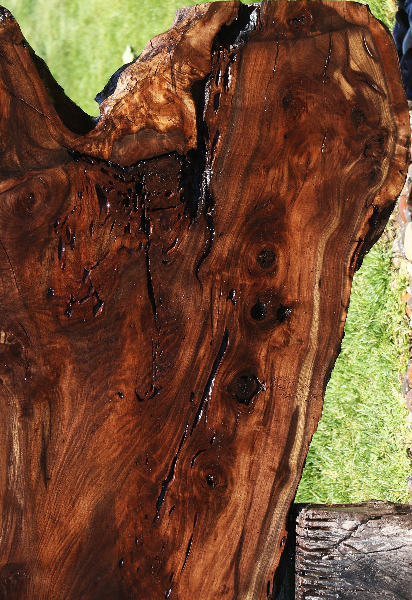 Figured Crotchwood Rustic Claro Walnut Live Edge Slab