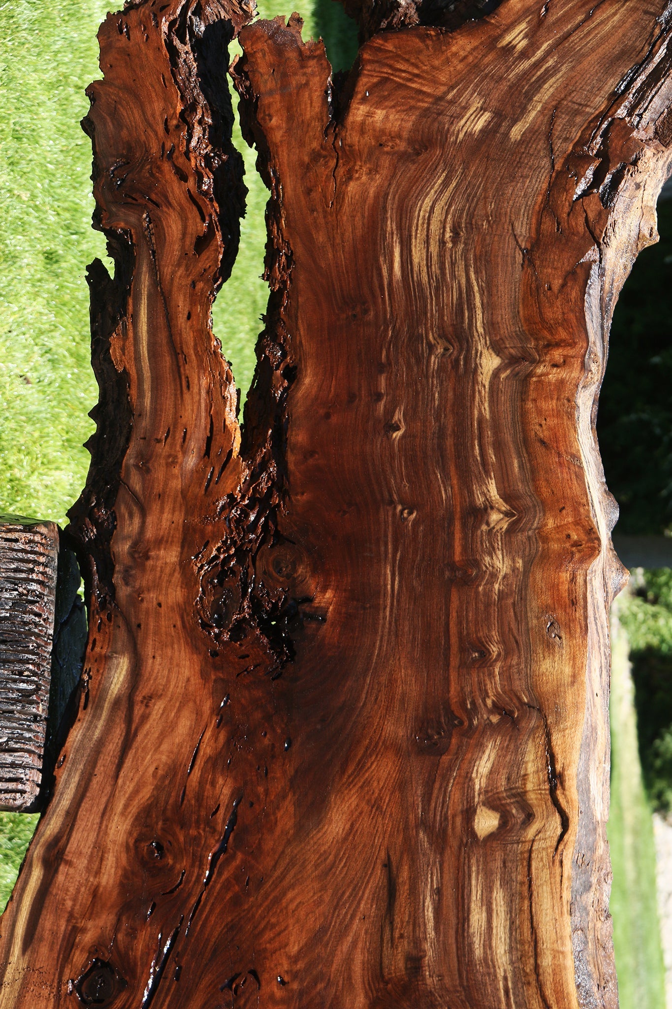 Figured Crotchwood Rustic Claro Walnut Live Edge Slab