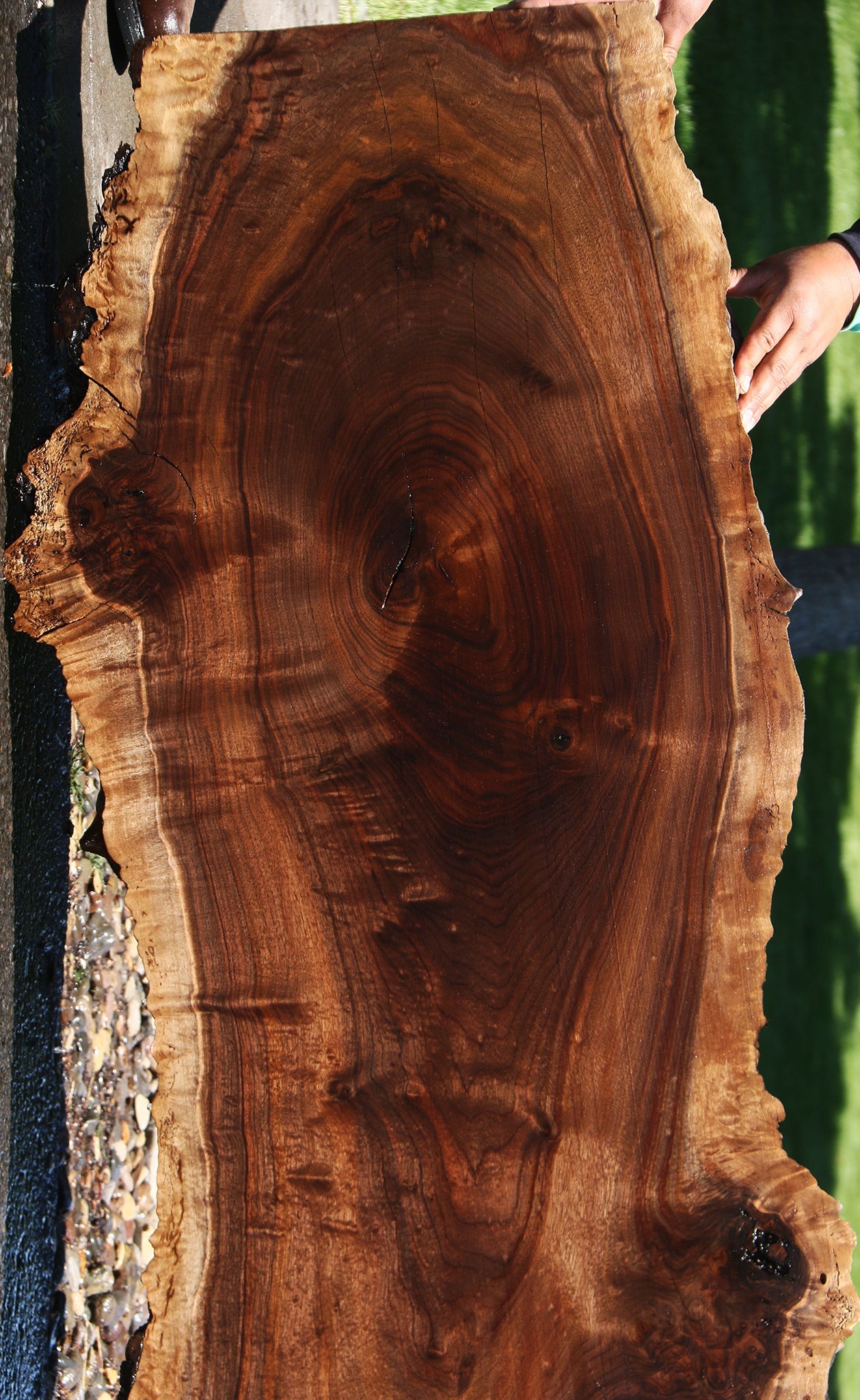 Extra Fancy Rustic Claro Walnut Burl Live Edge Slab