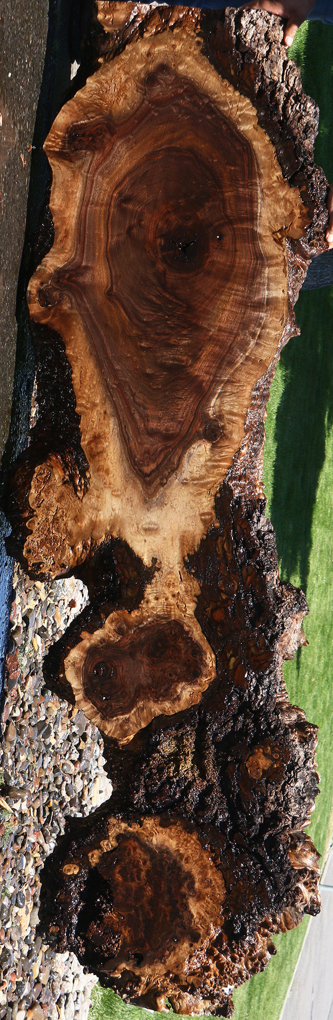 Extra Fancy Rustic Claro Walnut Burl Live Edge Slab