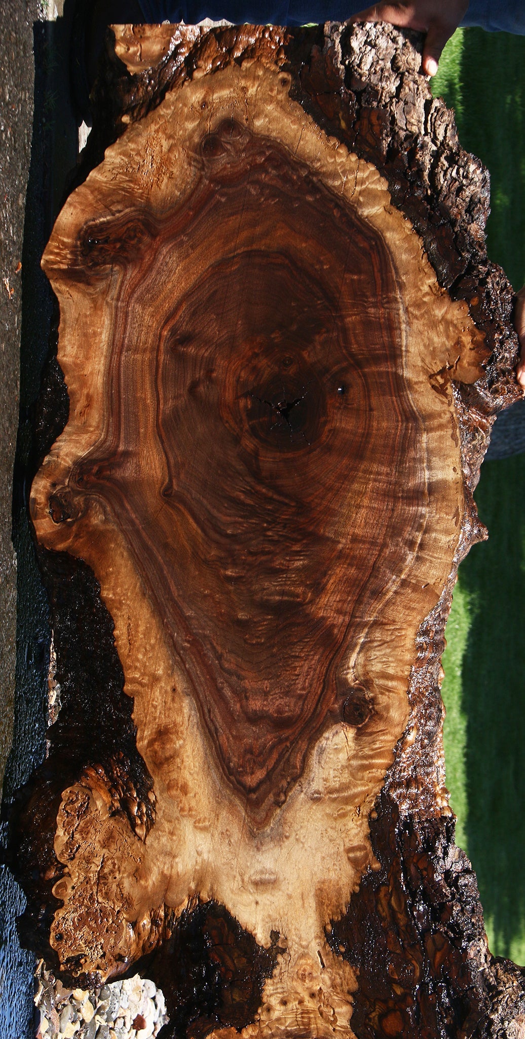 Extra Fancy Rustic Claro Walnut Burl Live Edge Slab