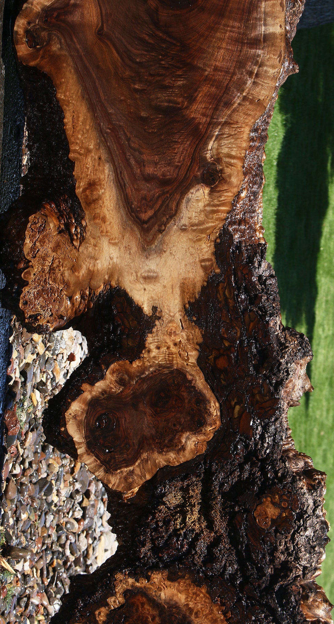 Extra Fancy Rustic Claro Walnut Burl Live Edge Slab