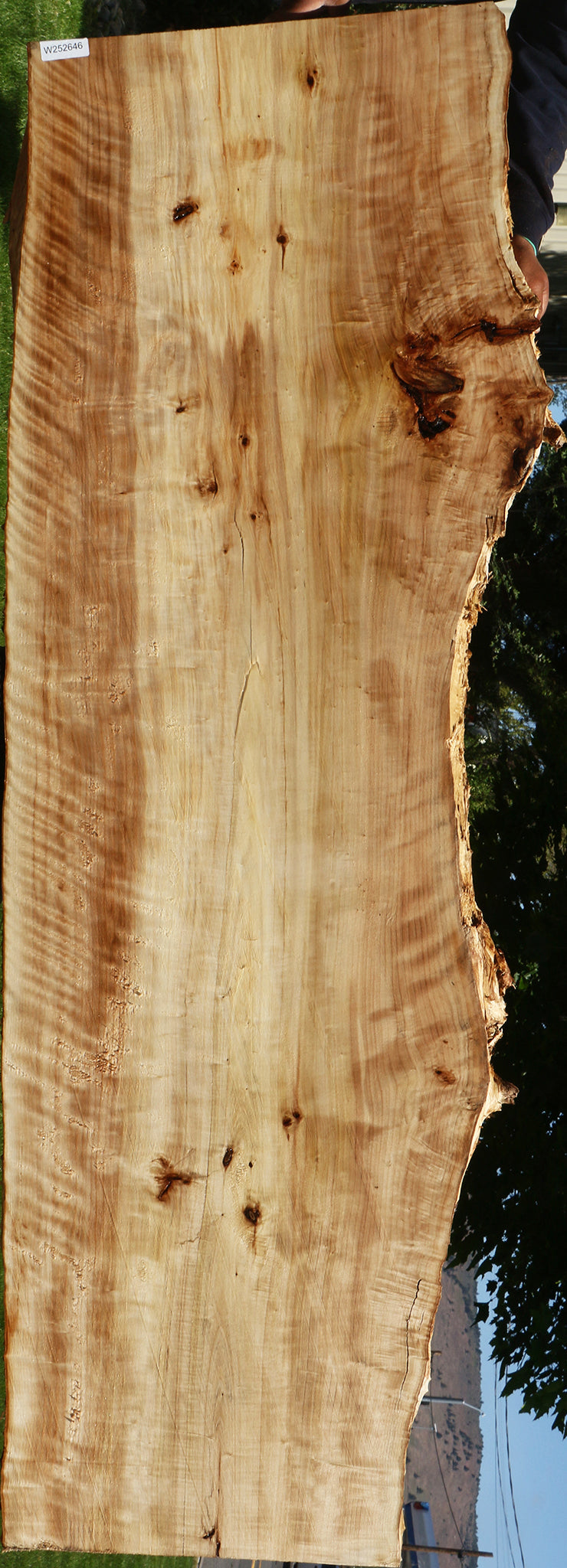 Extra Fancy Black Cottonwood Live Edge Slab