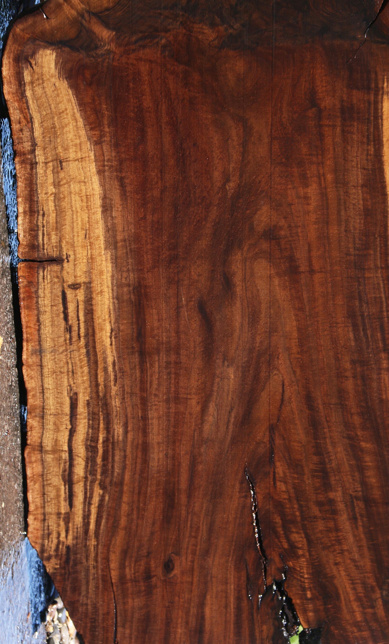 Extra Fancy Grafted Claro/English Live Edge Slab (Free Shipping Excluded)
