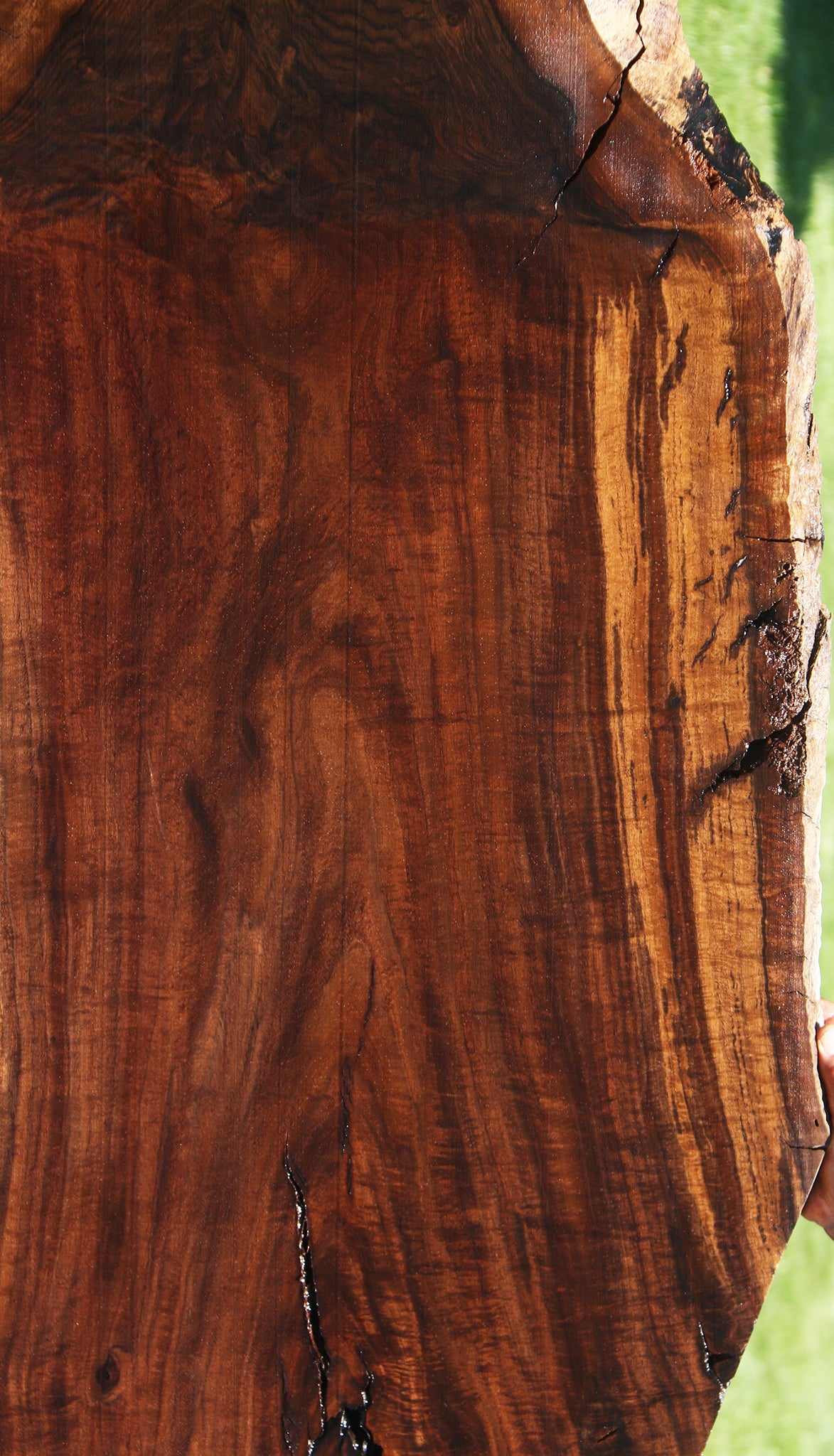 Extra Fancy Grafted Claro/English Live Edge Slab (Free Shipping Excluded)