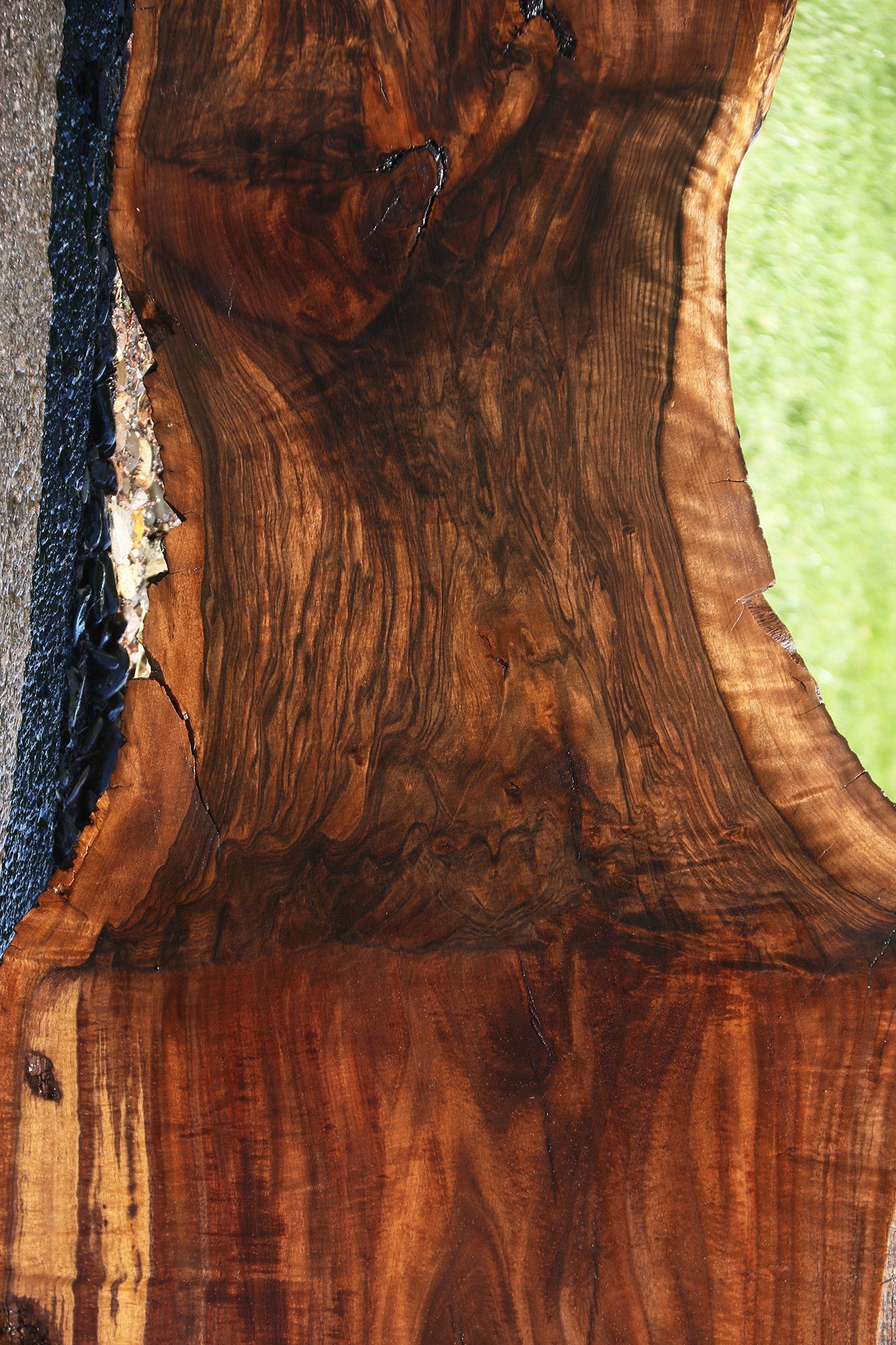Extra Fancy Grafted Claro/English Live Edge Slab (Free Shipping Excluded)