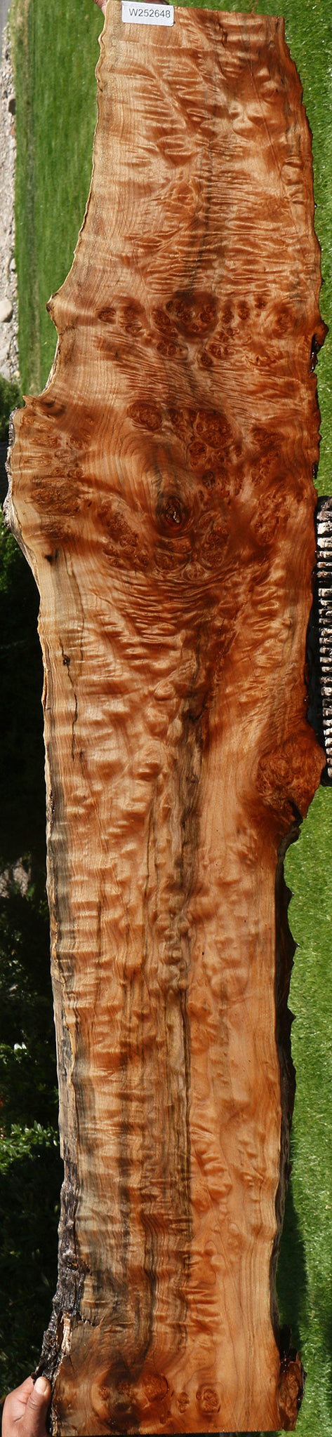 Extra Fancy Maple Burl Live Edge Slab (Free Shipping Excluded)