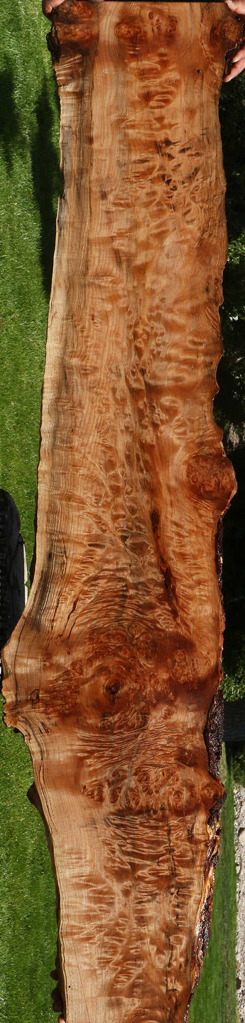 Extra Fancy Maple Burl Live Edge Slab (Free Shipping Excluded)