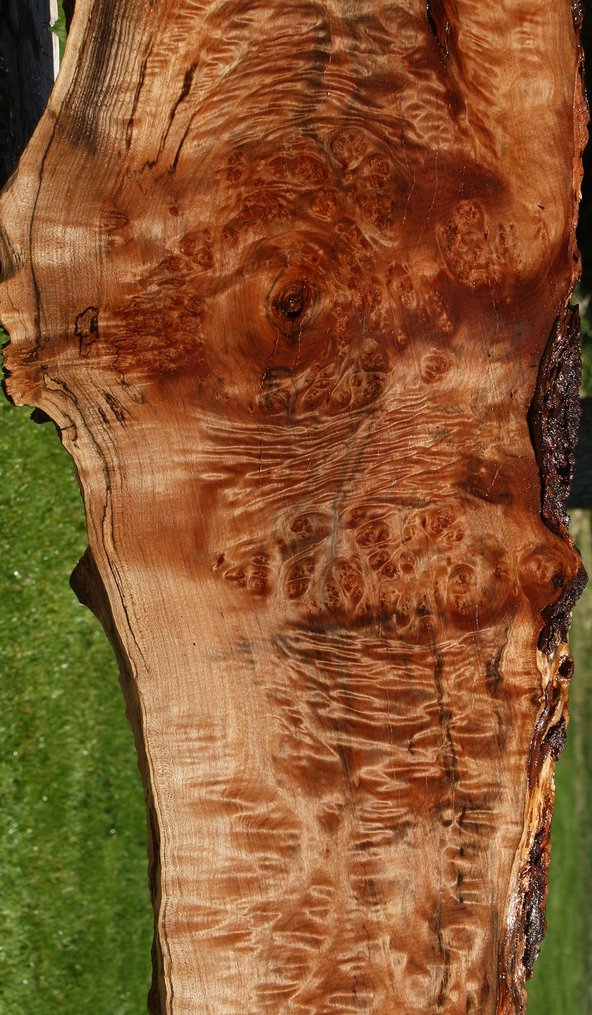 Extra Fancy Maple Burl Live Edge Slab (Free Shipping Excluded)