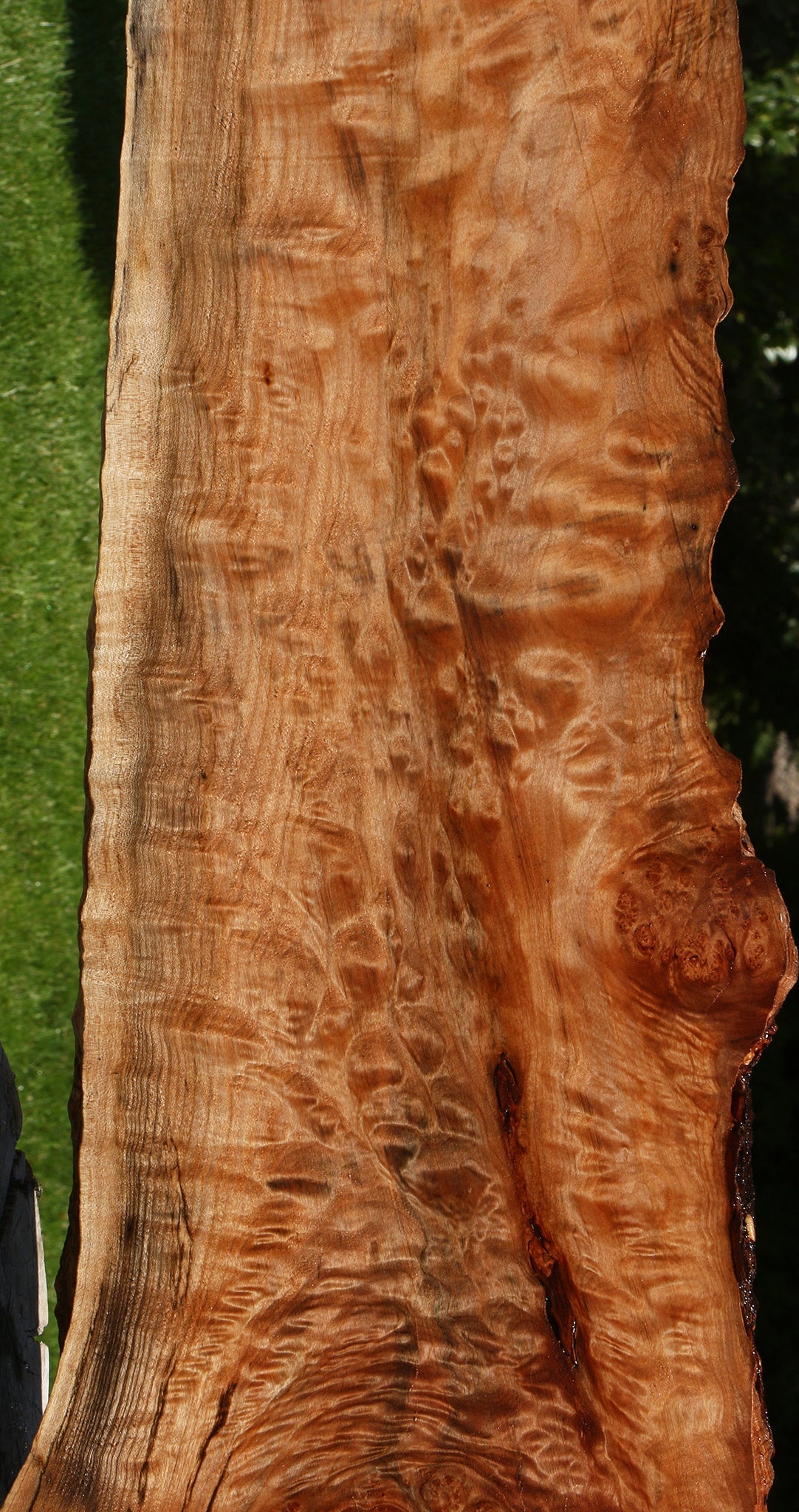 Extra Fancy Maple Burl Live Edge Slab (Free Shipping Excluded)