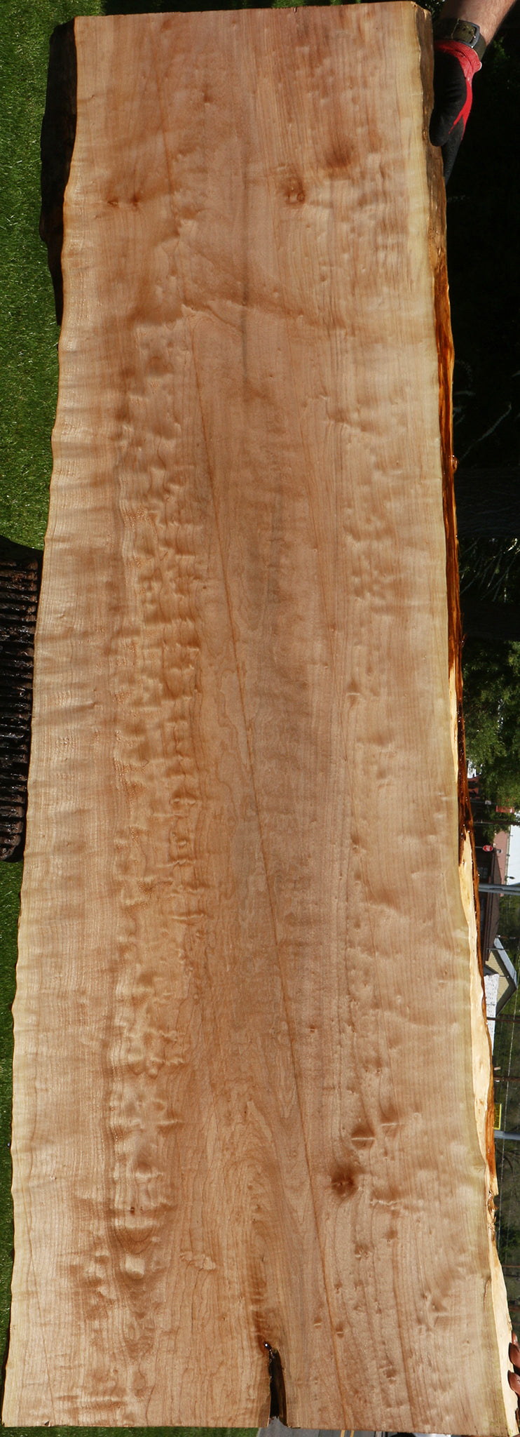 Extra Fancy Quilted Maple Live Edge Slab (Free Shipping Excluded)