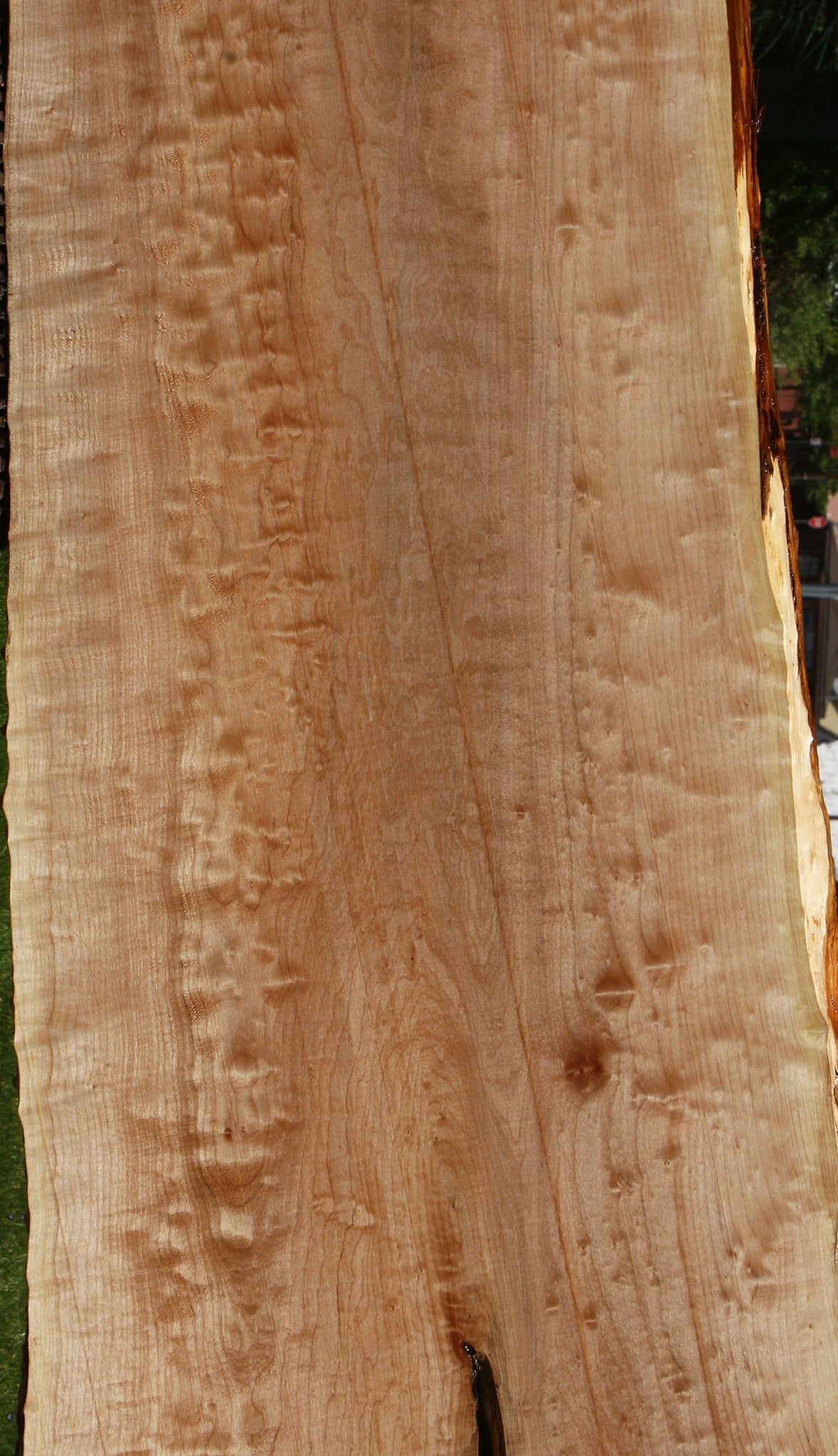 Extra Fancy Quilted Maple Live Edge Slab (Free Shipping Excluded)