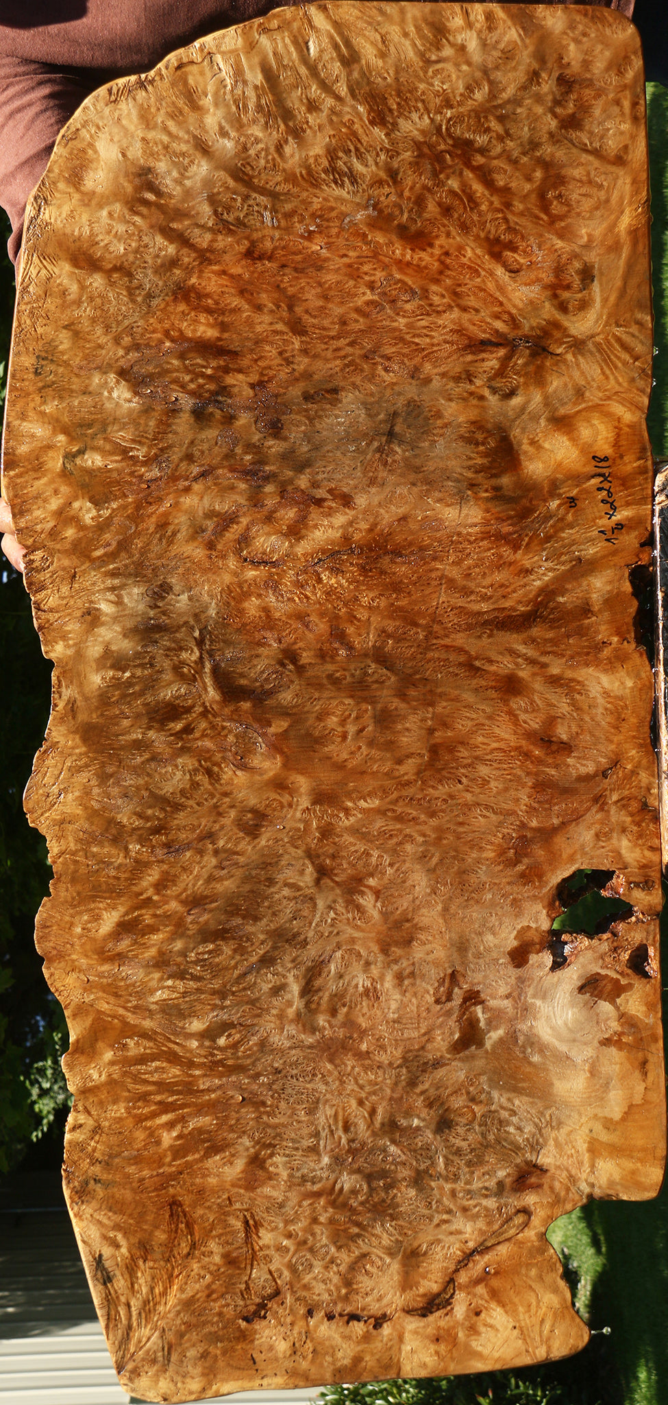 Asian Satinwood Burl Live Edge Mini Slab