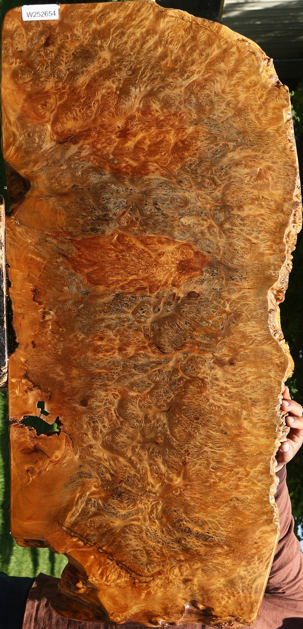 Asian Satinwood Burl Live Edge Mini Slab