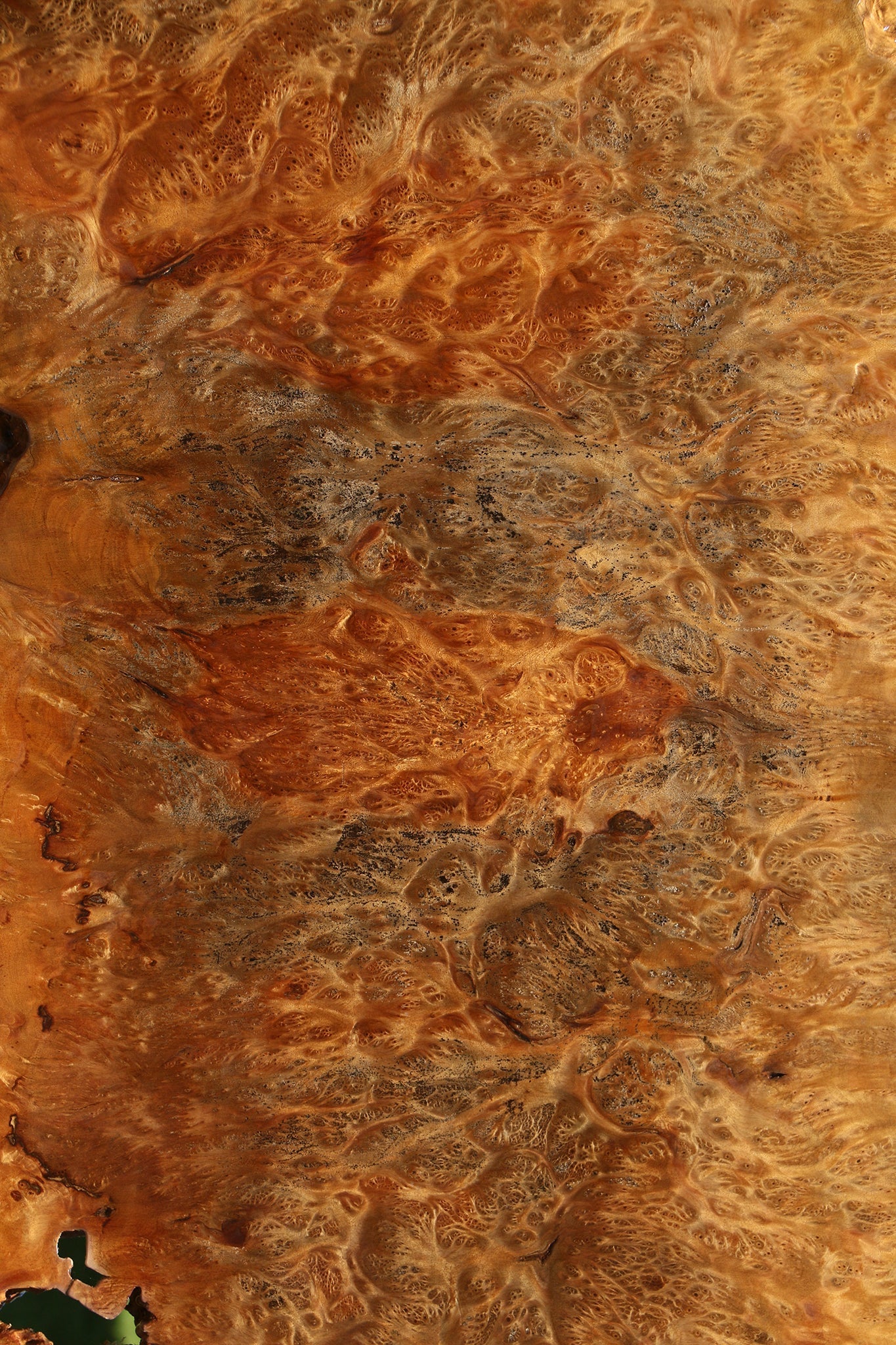 Asian Satinwood Burl Live Edge Mini Slab