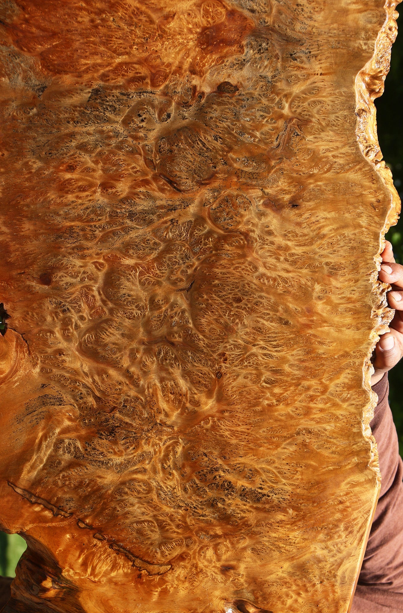 Asian Satinwood Burl Live Edge Mini Slab