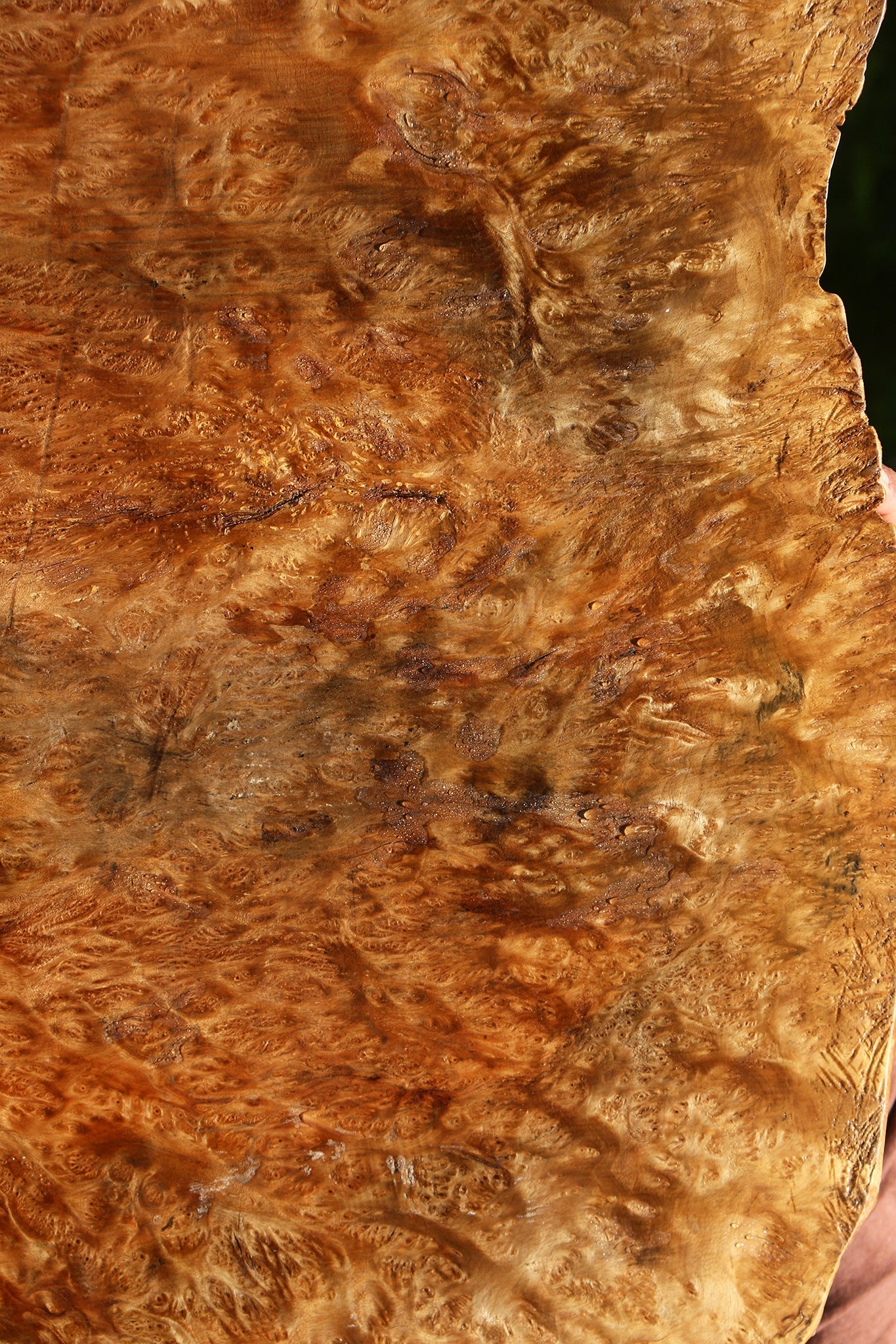 Asian Satinwood Burl Live Edge Mini Slab