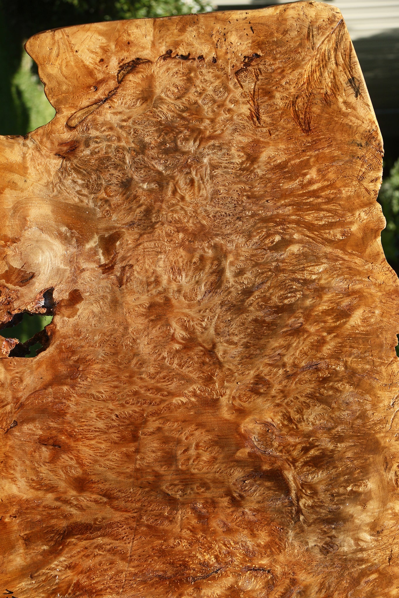Asian Satinwood Burl Live Edge Mini Slab