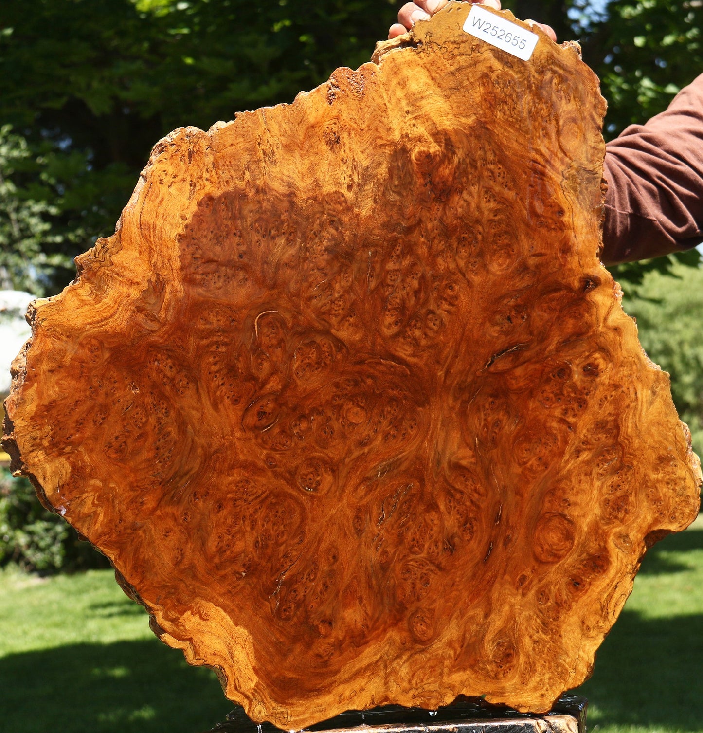 Asian Iron Burl Cookie