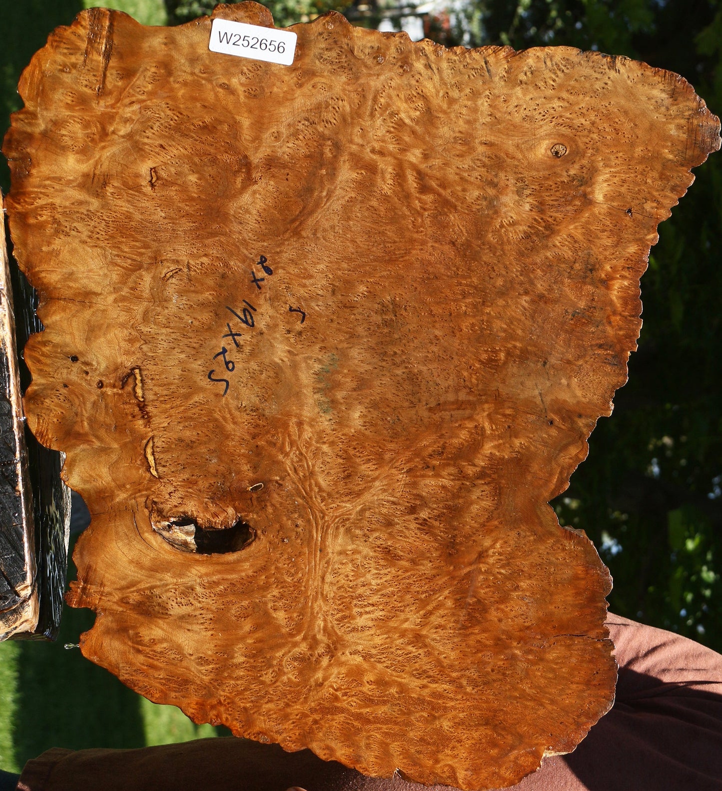 Asian Satinwood Burl Live Edge Mini Slab