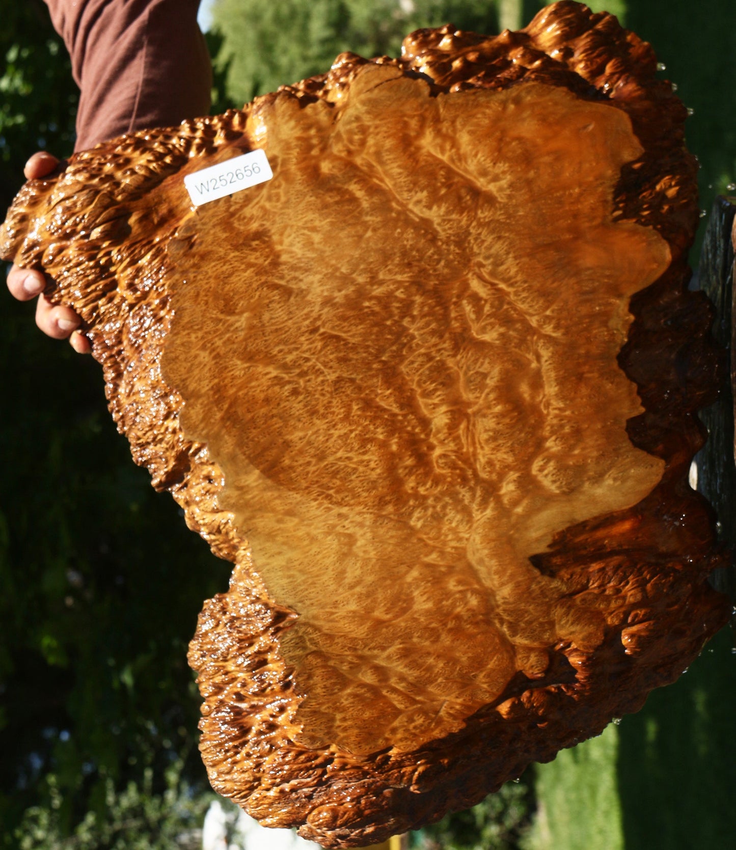 Asian Satinwood Burl Live Edge Mini Slab