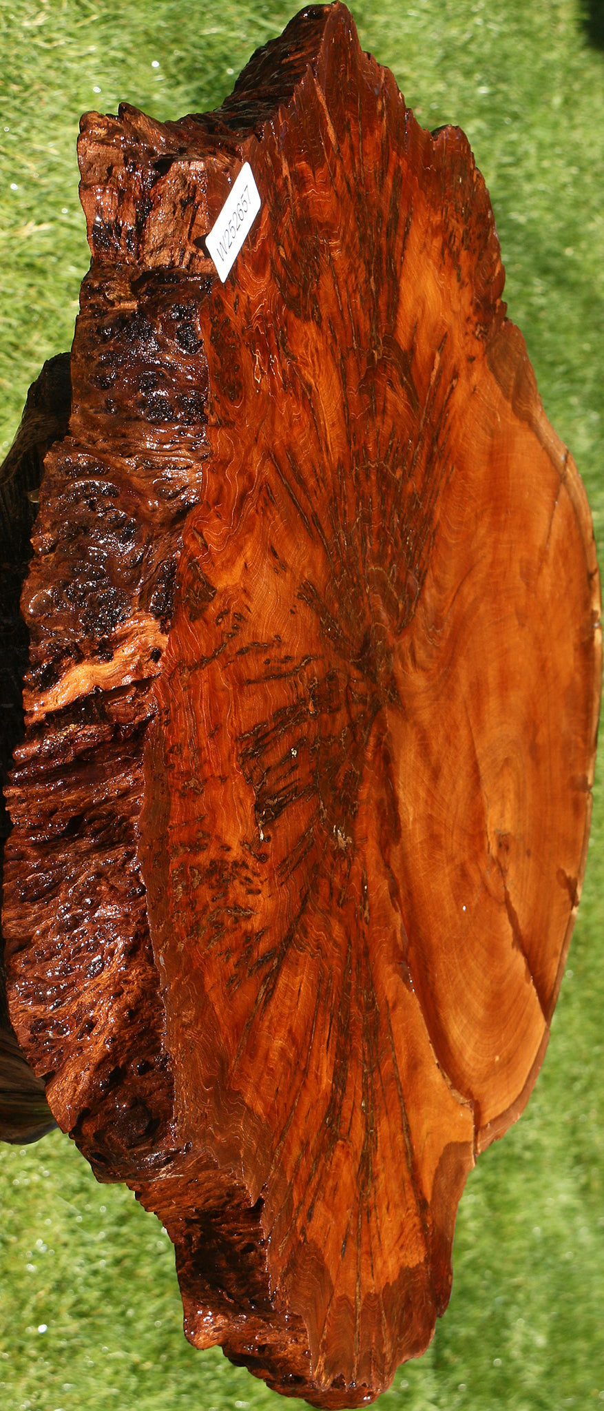 Pan Burl Cookie (Free Shipping Excluded)