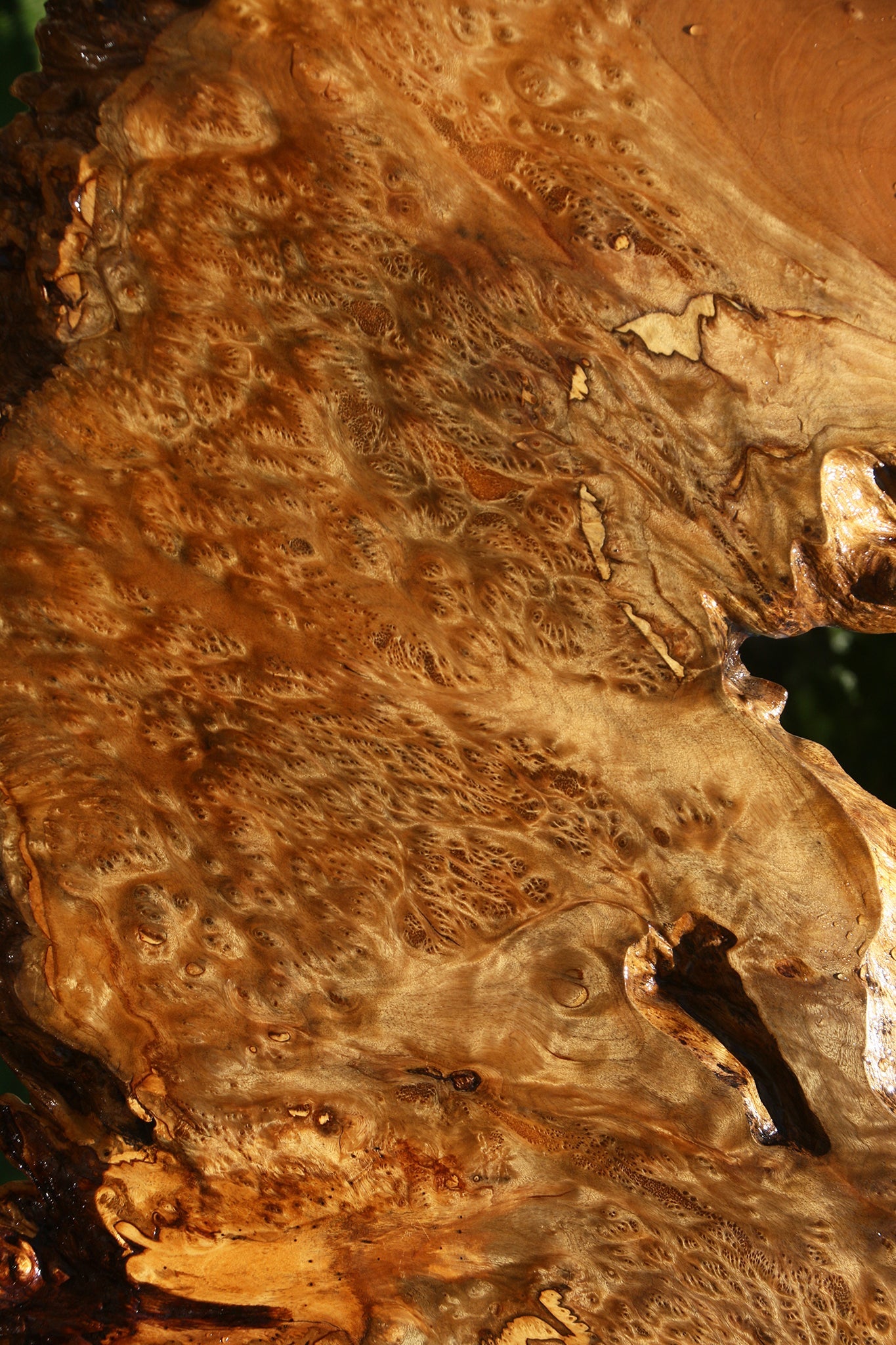 Asian Satinwood Burl Live Edge Mini Slab (Free Shipping Excluded)