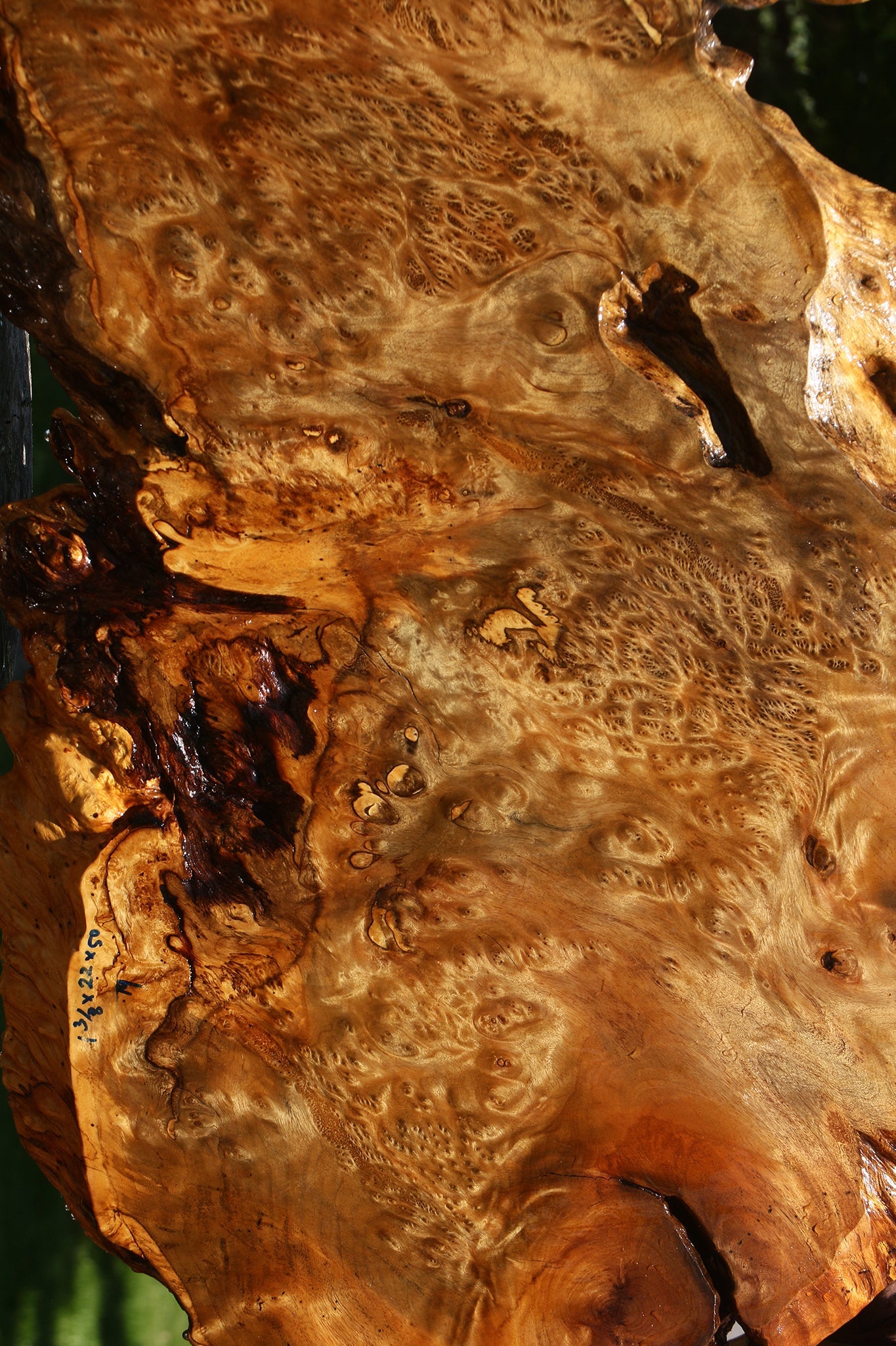 Asian Satinwood Burl Live Edge Mini Slab (Free Shipping Excluded)