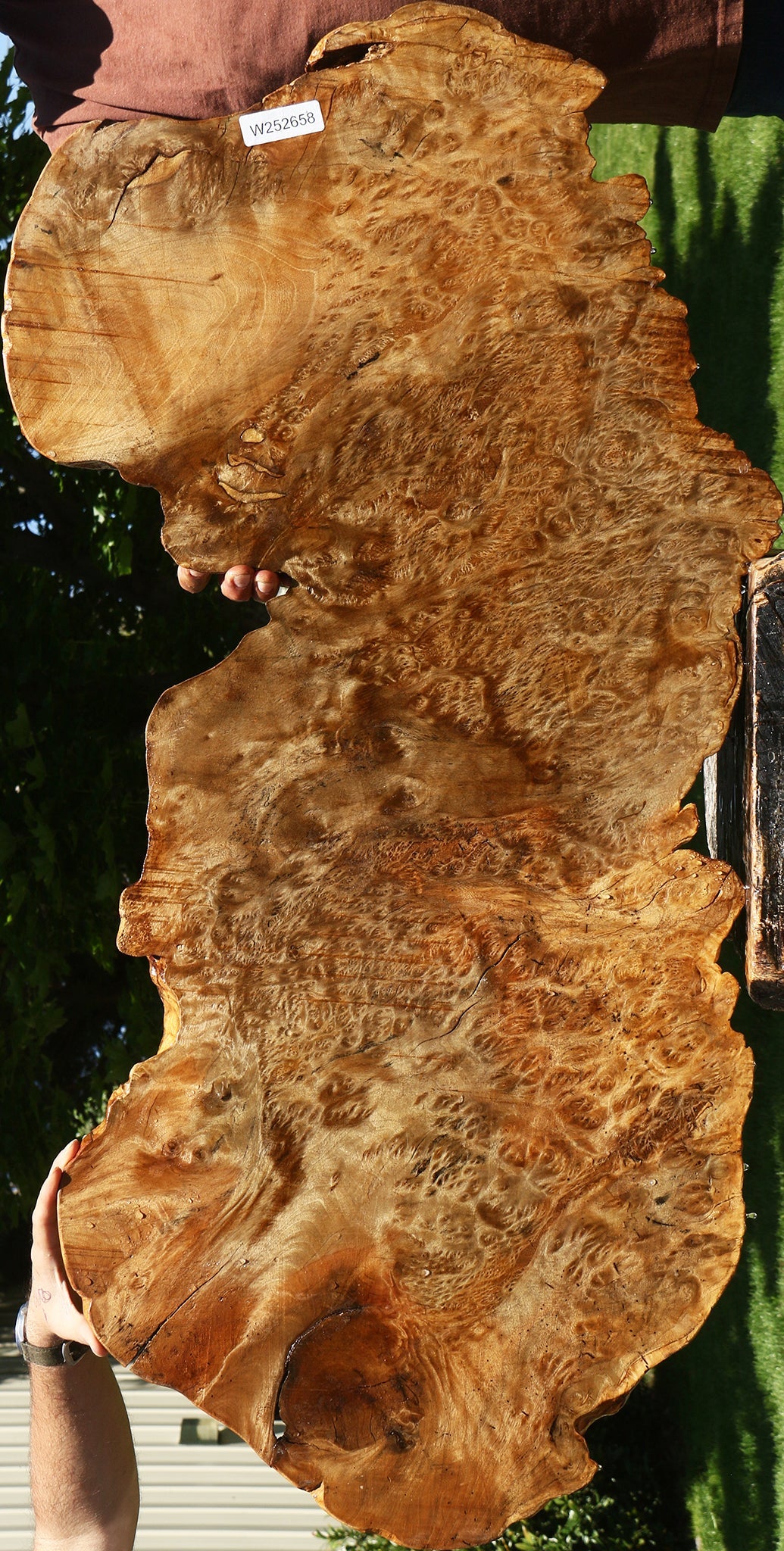 Asian Satinwood Burl Live Edge Mini Slab (Free Shipping Excluded)