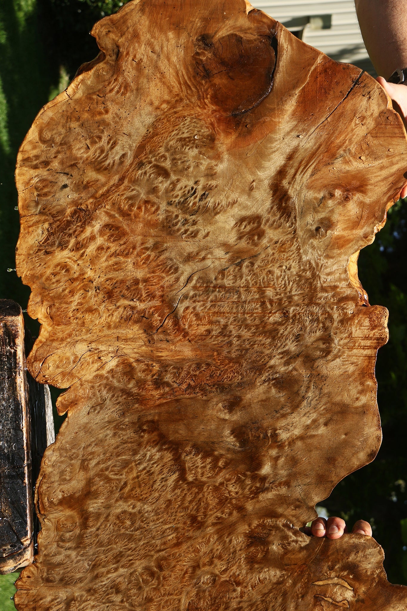 Asian Satinwood Burl Live Edge Mini Slab (Free Shipping Excluded)