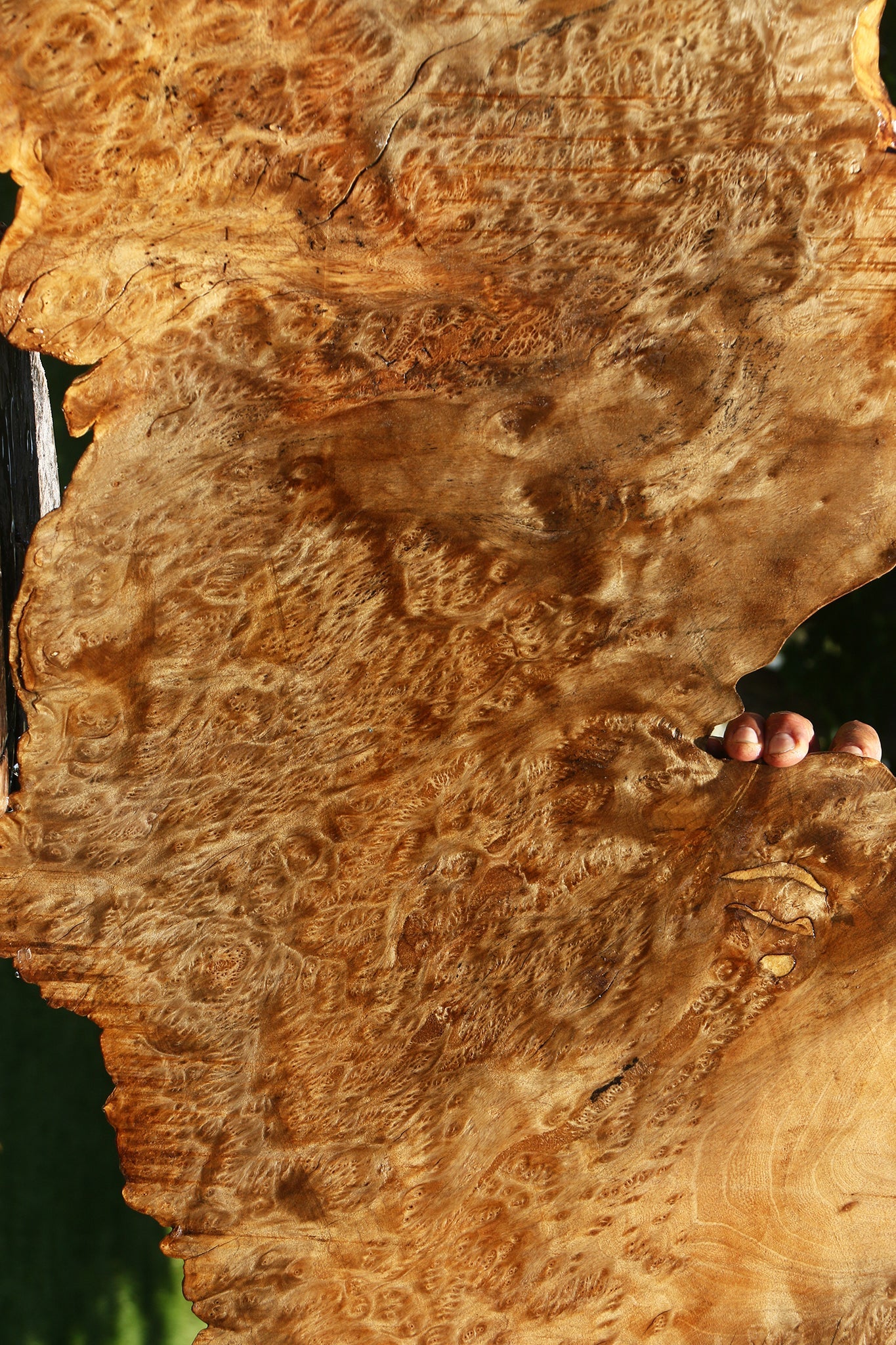 Asian Satinwood Burl Live Edge Mini Slab (Free Shipping Excluded)