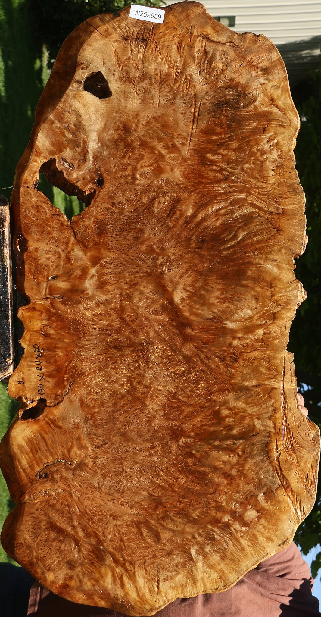 Asian Satinwood Burl Live Edge Mini Slab (Free Shipping Excluded)