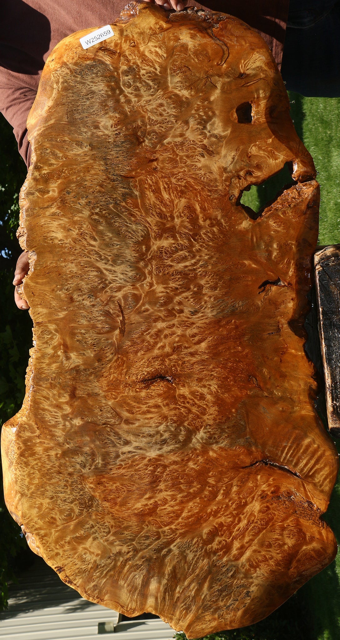 Asian Satinwood Burl Live Edge Mini Slab (Free Shipping Excluded)
