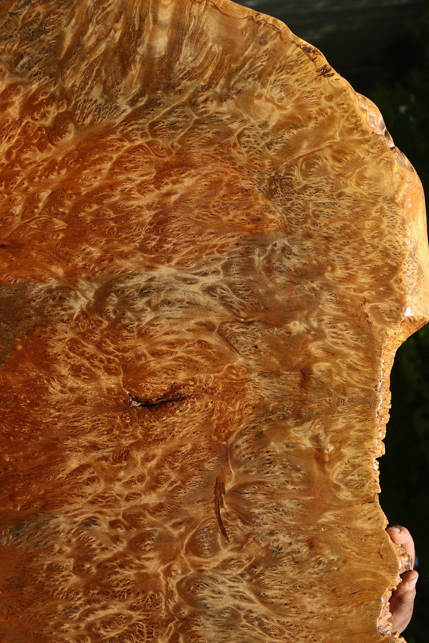 Asian Satinwood Burl Live Edge Mini Slab (Free Shipping Excluded)