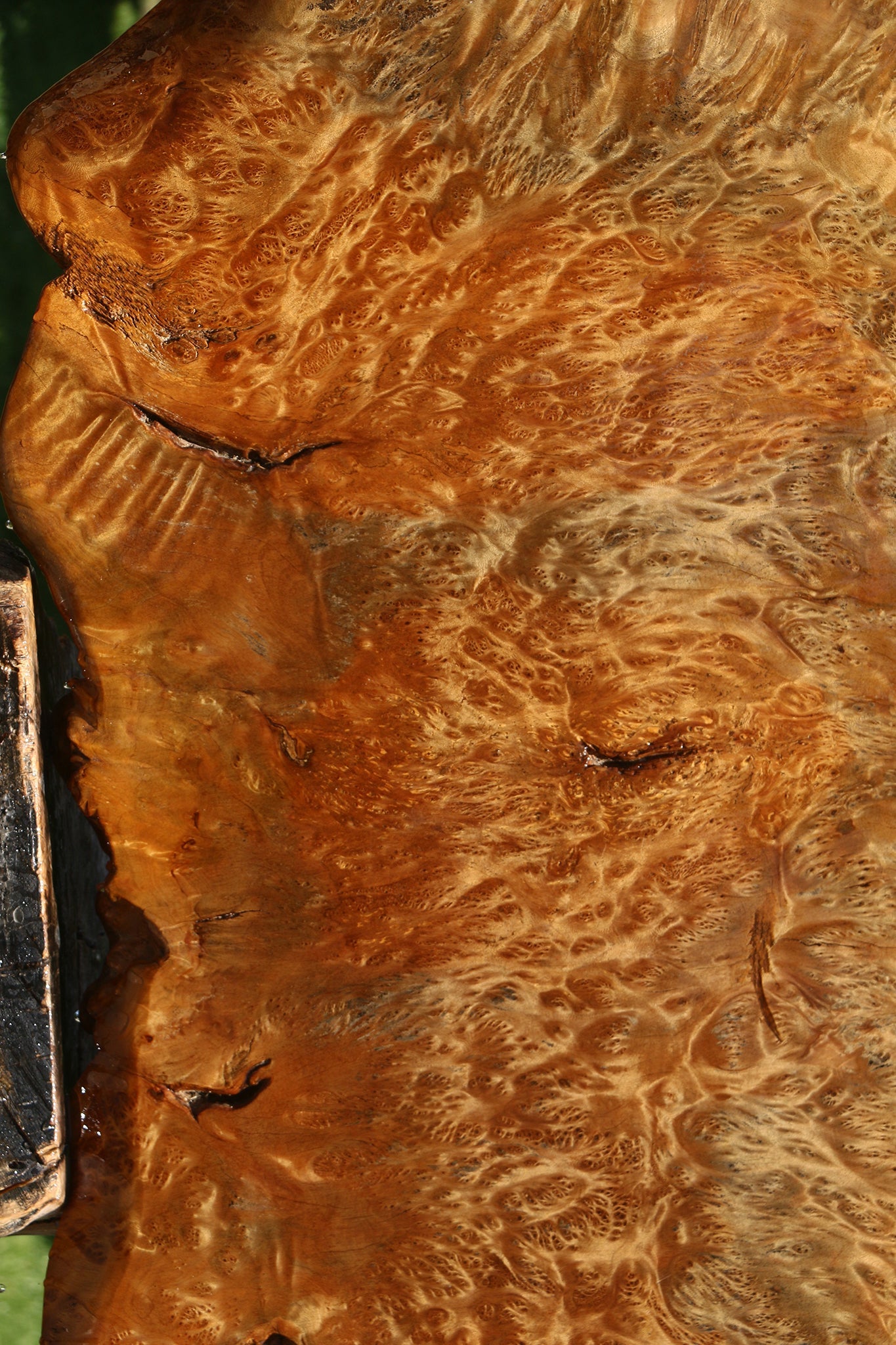Asian Satinwood Burl Live Edge Mini Slab (Free Shipping Excluded)