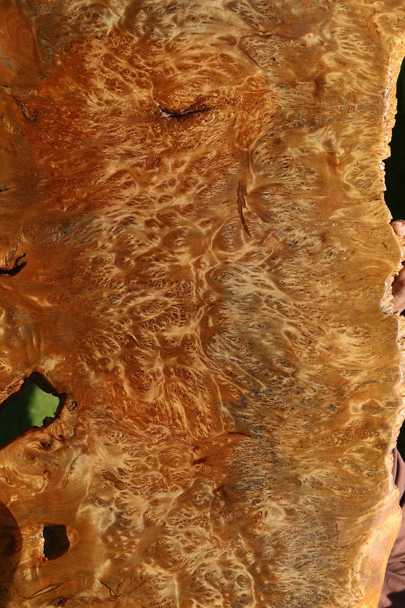 Asian Satinwood Burl Live Edge Mini Slab (Free Shipping Excluded)