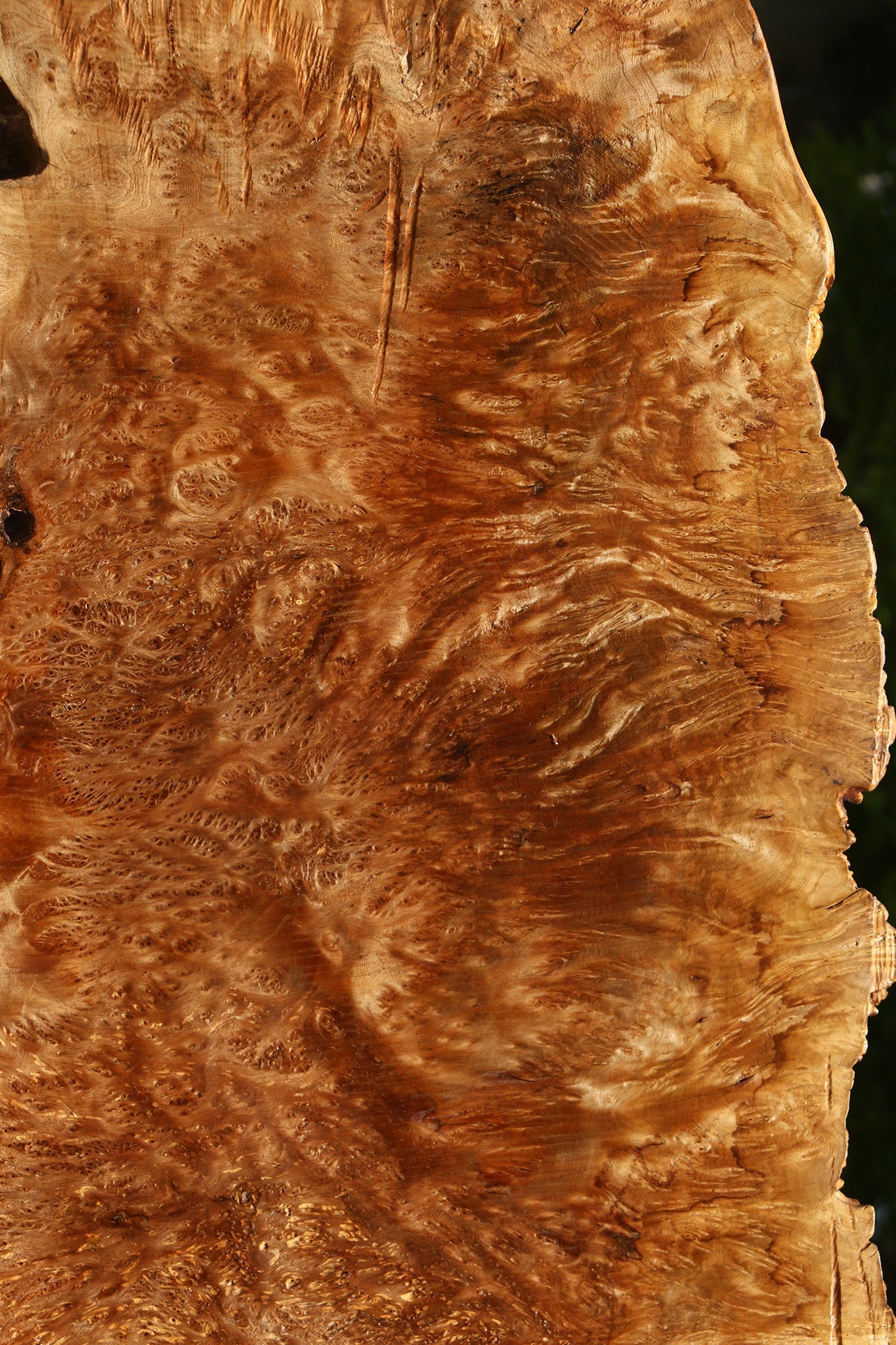 Asian Satinwood Burl Live Edge Mini Slab (Free Shipping Excluded)
