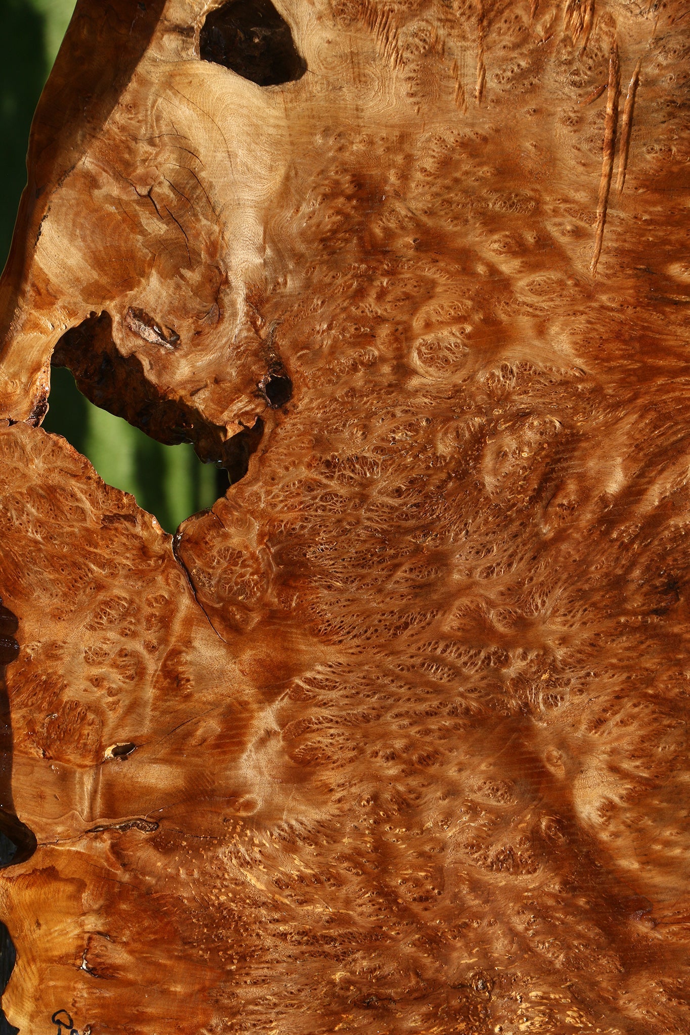 Asian Satinwood Burl Live Edge Mini Slab (Free Shipping Excluded)