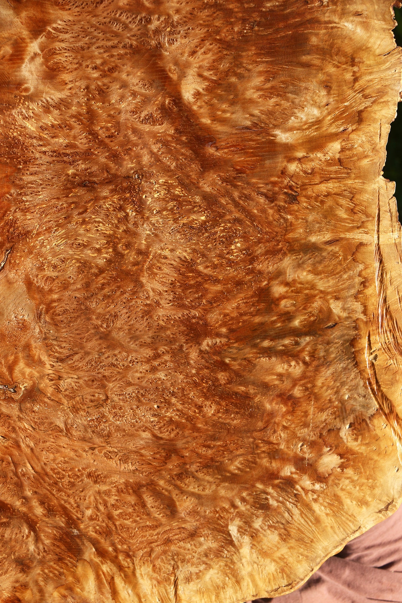 Asian Satinwood Burl Live Edge Mini Slab (Free Shipping Excluded)