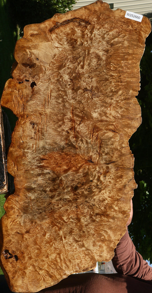 Asian Satinwood Burl Live Edge Mini Slab (Free Shipping Excluded)