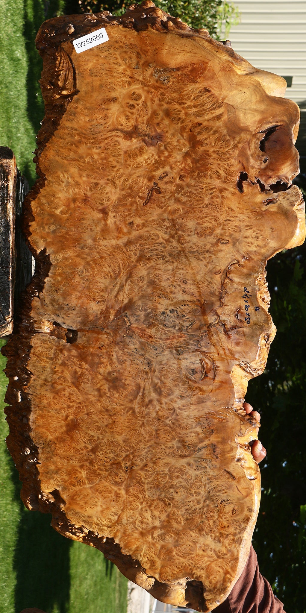 Asian Satinwood Burl Live Edge Mini Slab (Free Shipping Excluded)